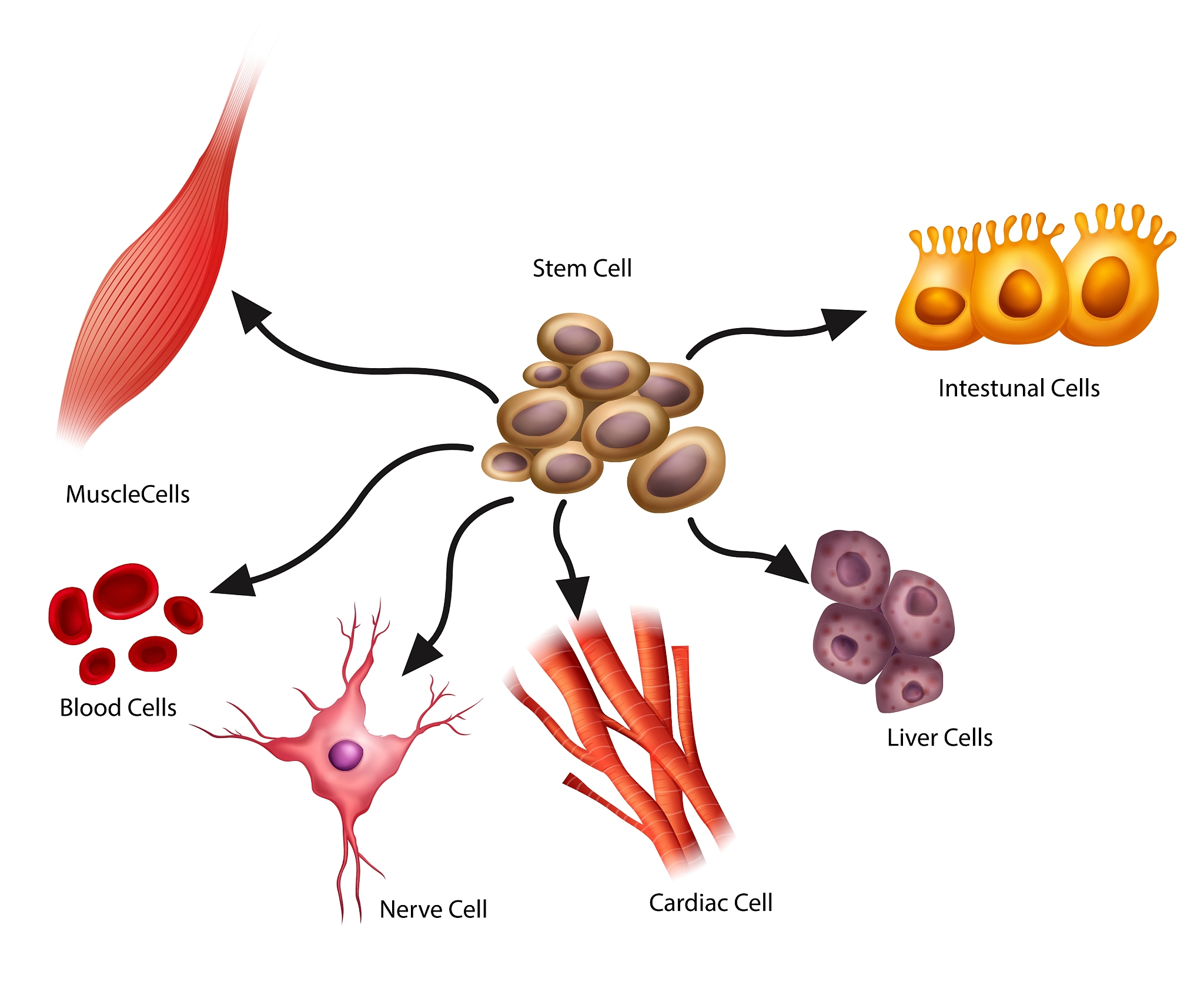 t淋巴细胞亚型与乙肝