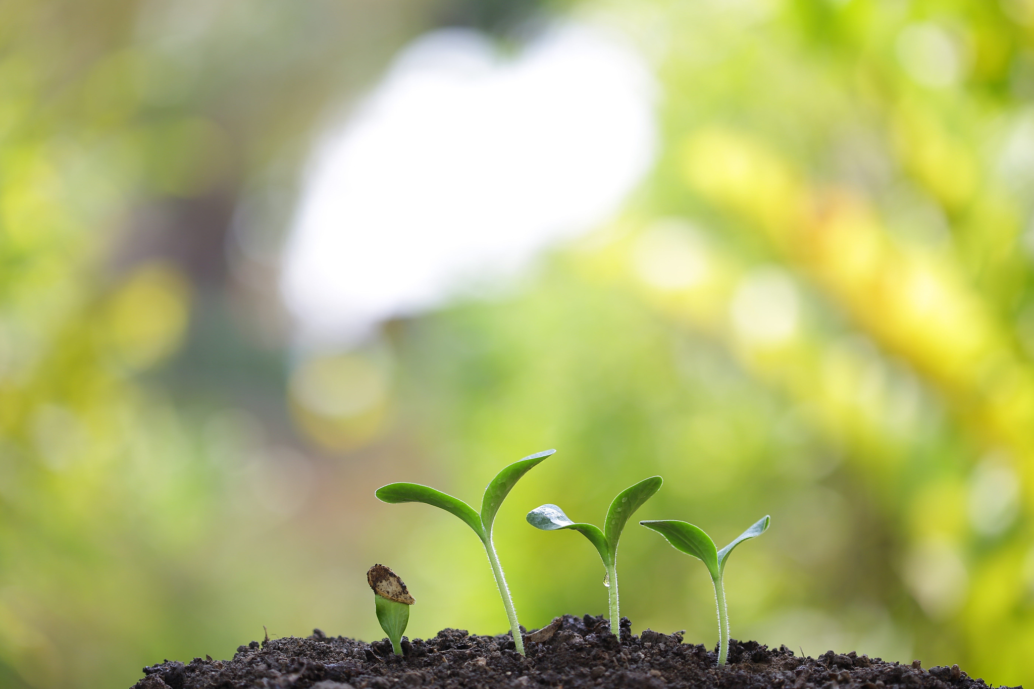 种下一颗希望的种子：我的小小花园
