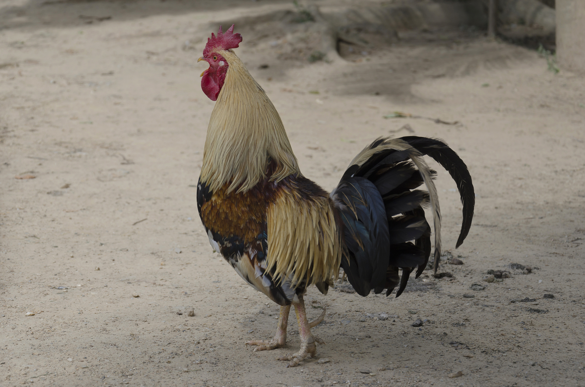 rooster