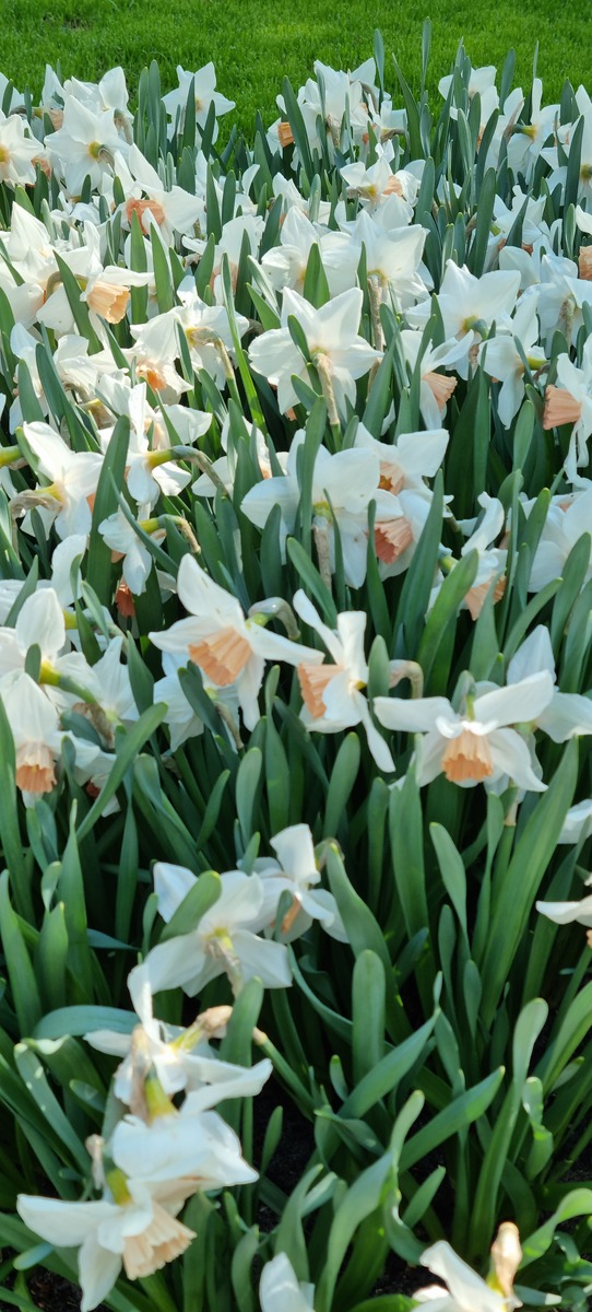 漳州水仙花为什么出名 漳州的水仙花叫什么名字