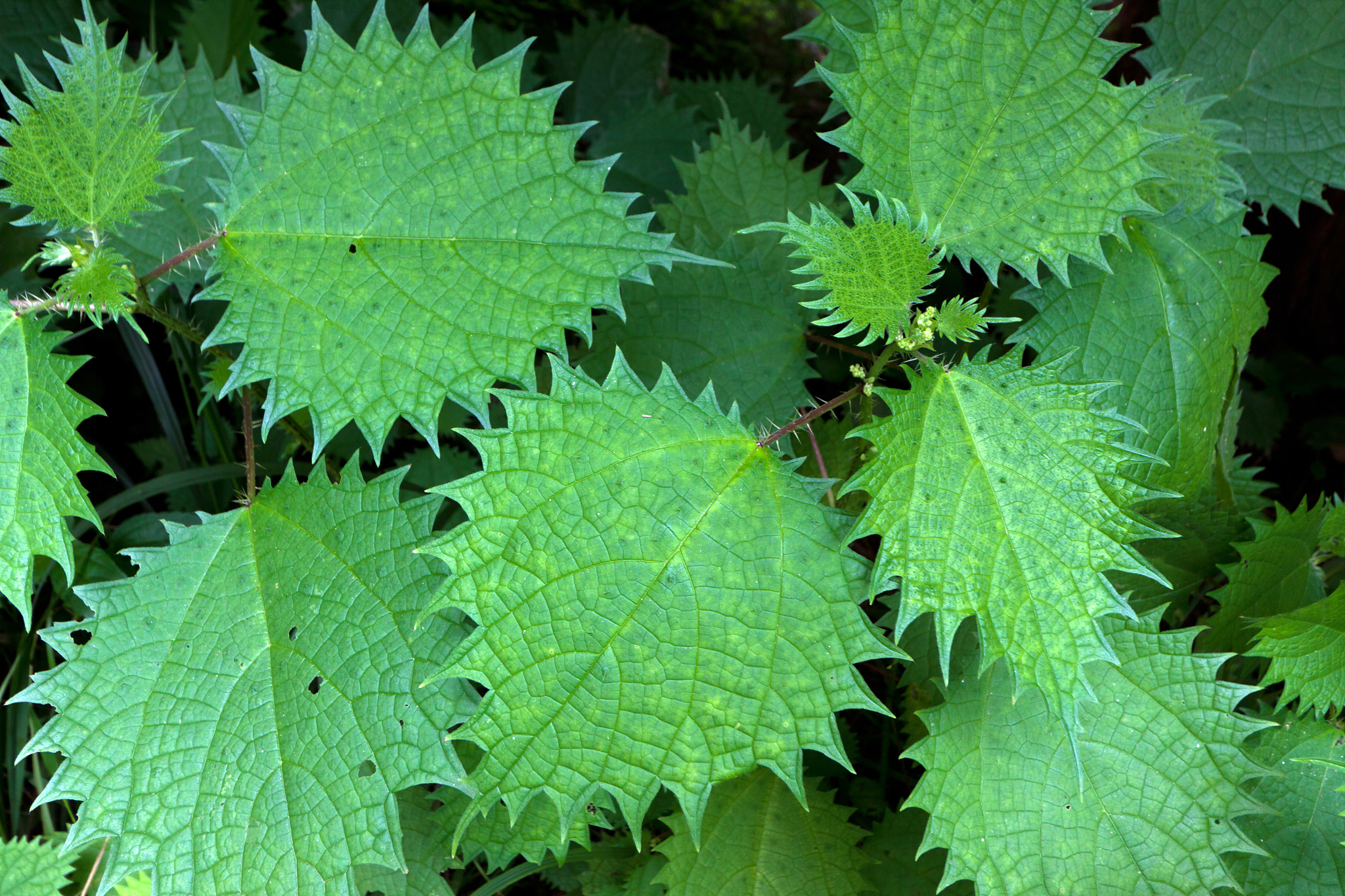 green plant leaves