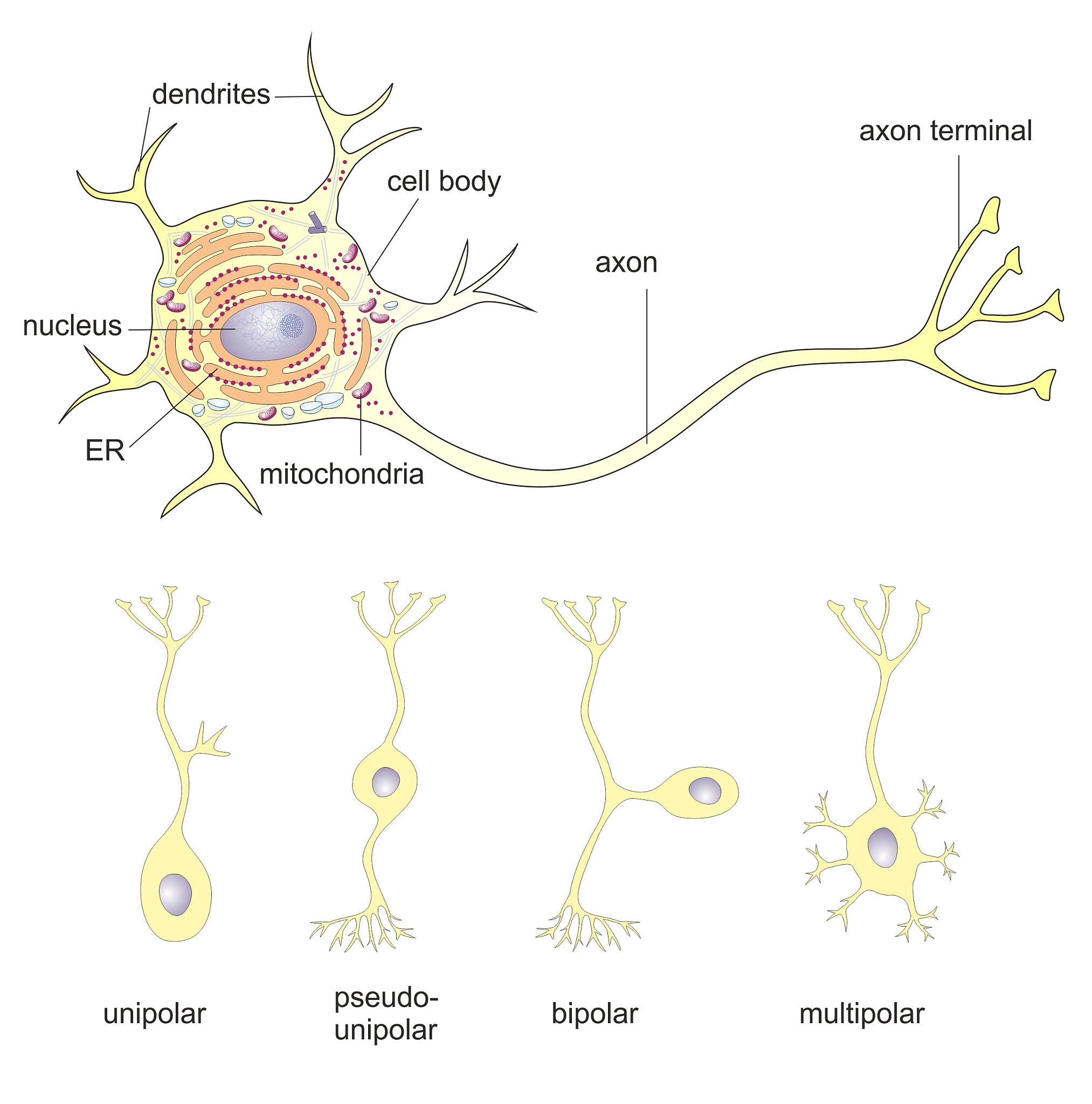 Mouse Hippocampus and Cerebral Cortex Tissue Slice Preparation: A Guide