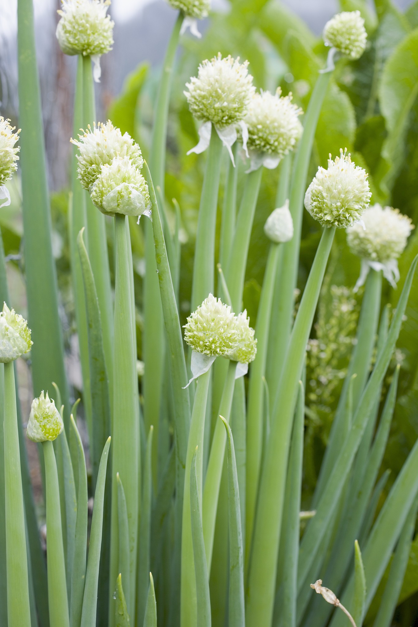 garlic chives with flowers