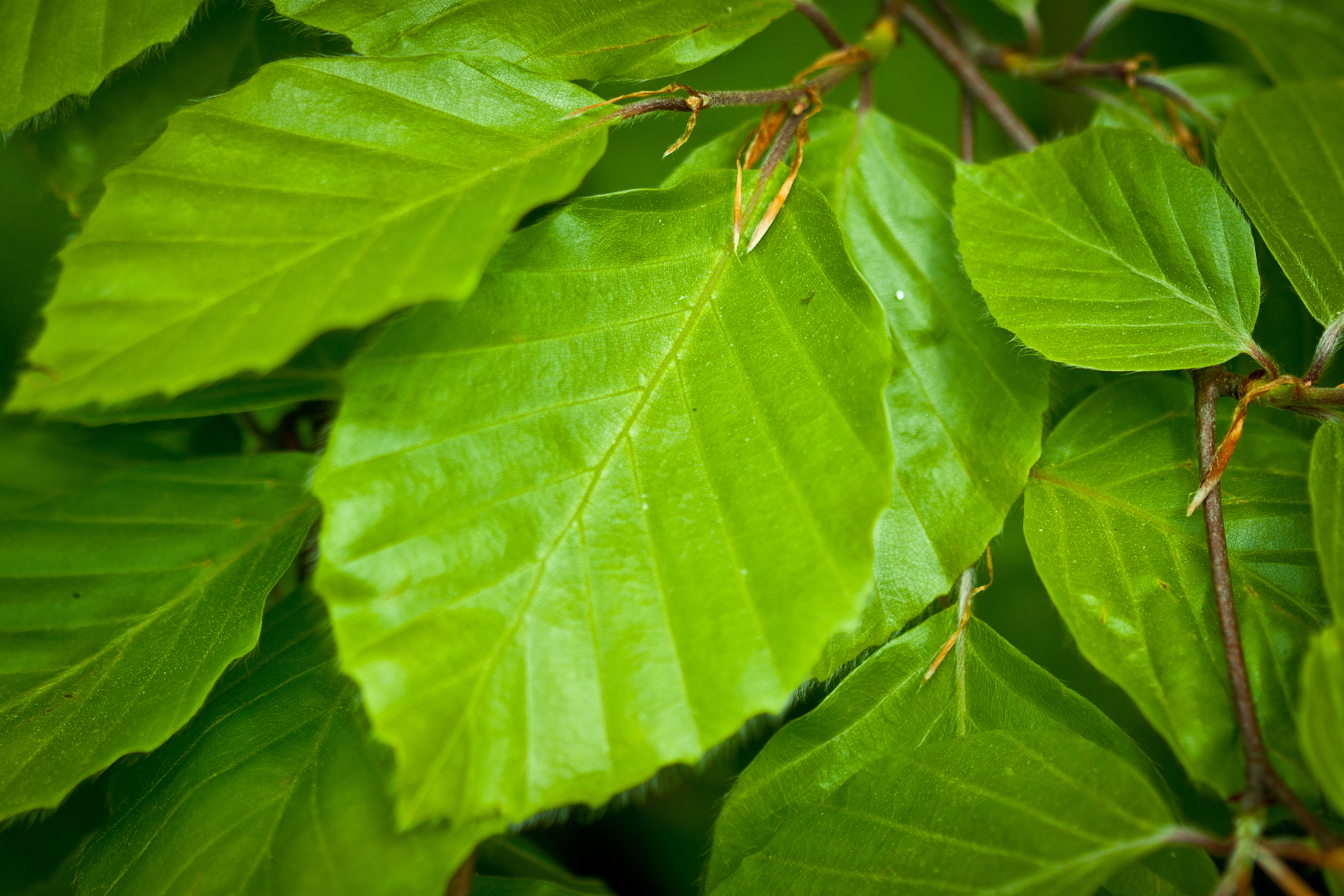 fresh leaves