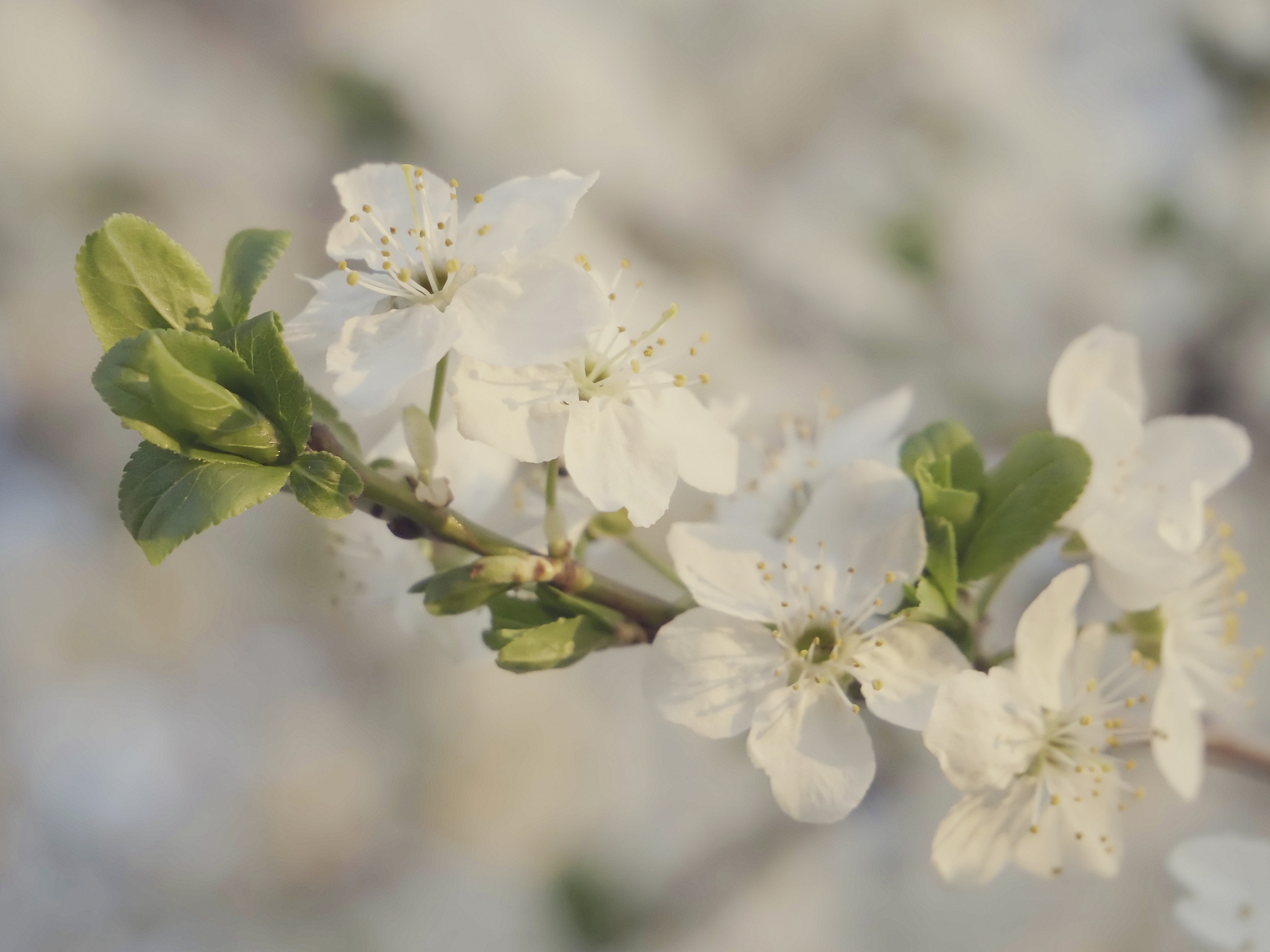 obstbaumblüte