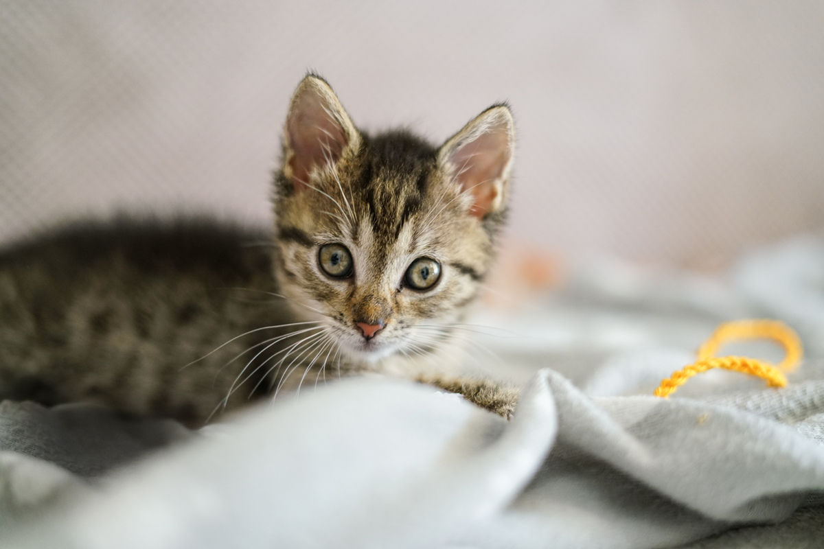 写出20条关于猫的宠物文章标题