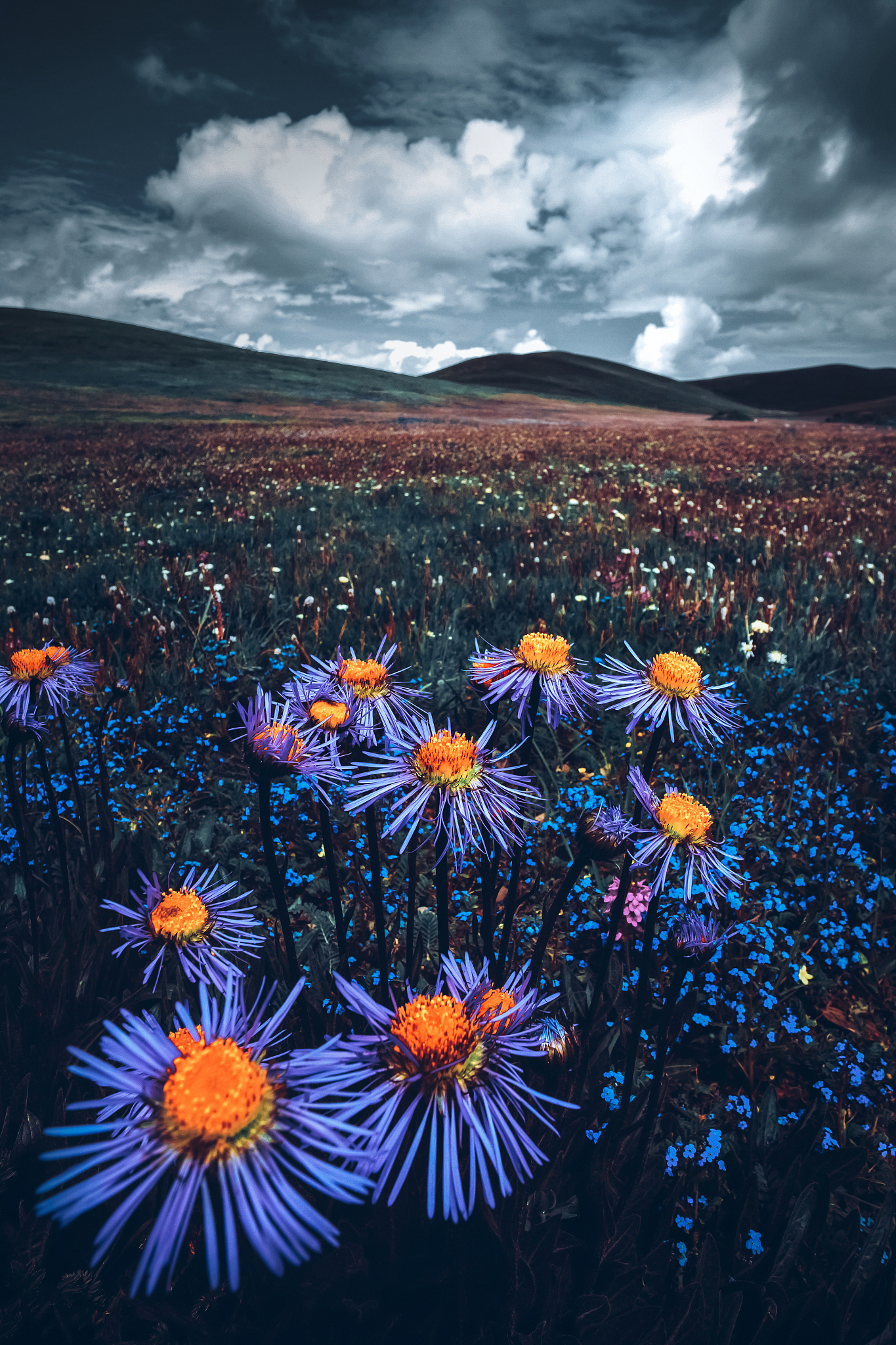 甘南畜牧学校2022年招生专业有哪些？_甘南畜牧学校招生简章