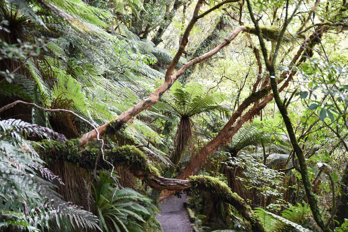 FOREST ECOLOGY AND MANAGEMENT 稿件类型介绍