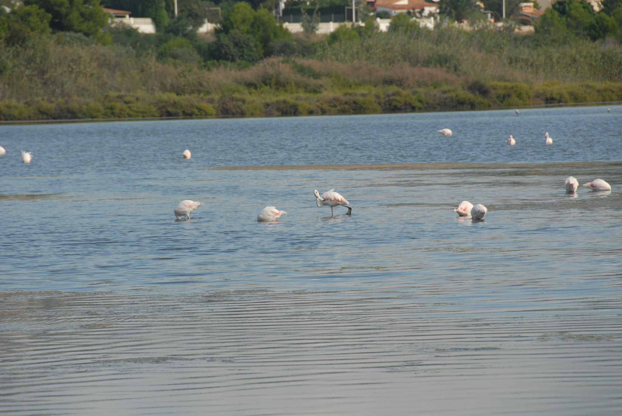 flamingos in spanien