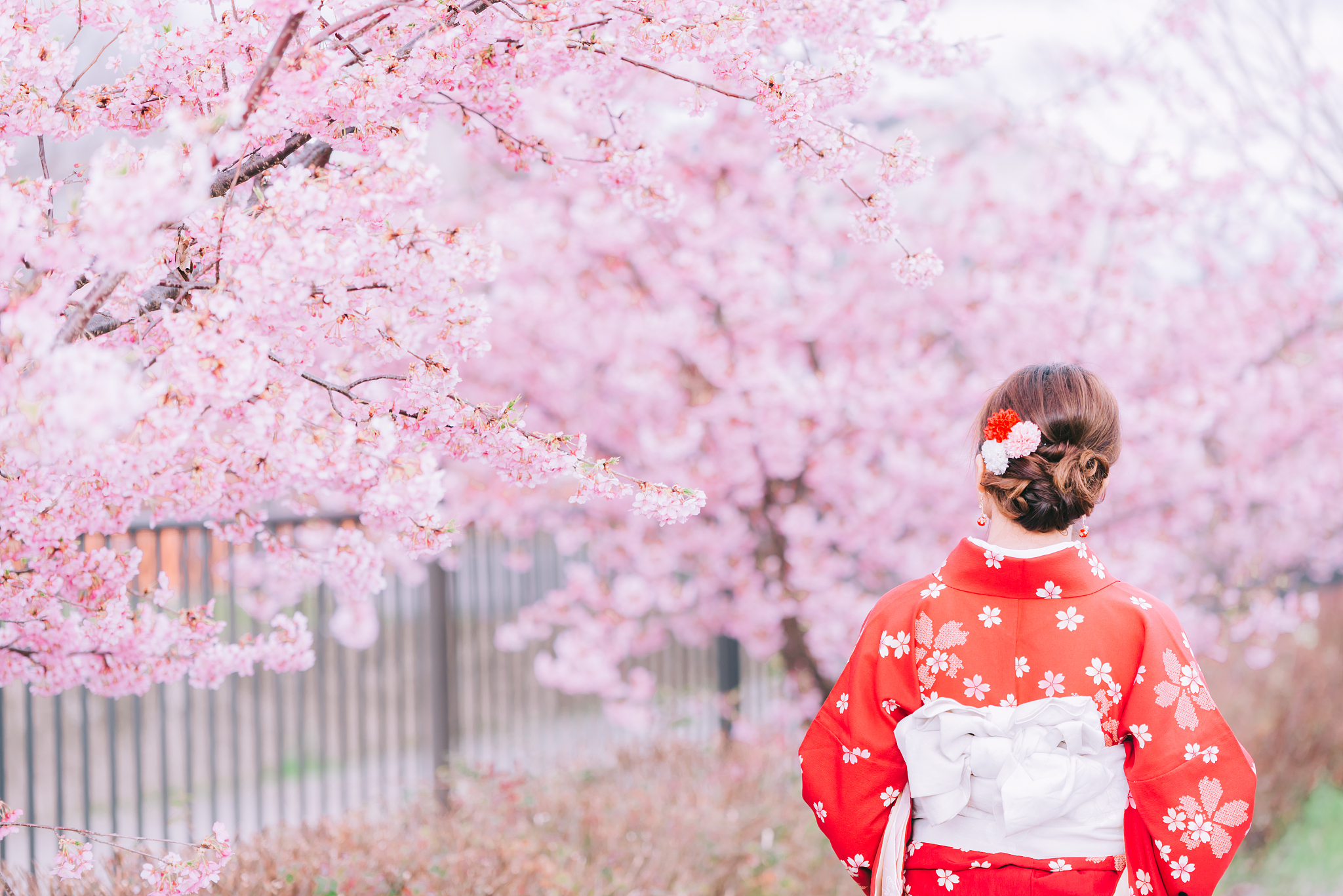 日本樱花节的由来日本樱花节起源于8世纪。传说中日本的都城京都有一位名叫桜田姬的公主她非常热爱樱花每年春天都会在樱花树下举行盛大的花会邀请宫廷中的贵族和百姓们一起赏花、歌舞。这场盛大的樱花盛会渐渐成为了日本人民春季庆祝活动的一部分。此后樱花节逐渐流传到了日本其他地区并得到了广泛的认可和赞誉。现在日本每年的3月和4月都会举行各种各样规模不等的樱花节以感谢自然的恩惠欢迎春天的到来也为参与者带来了无尽的欢