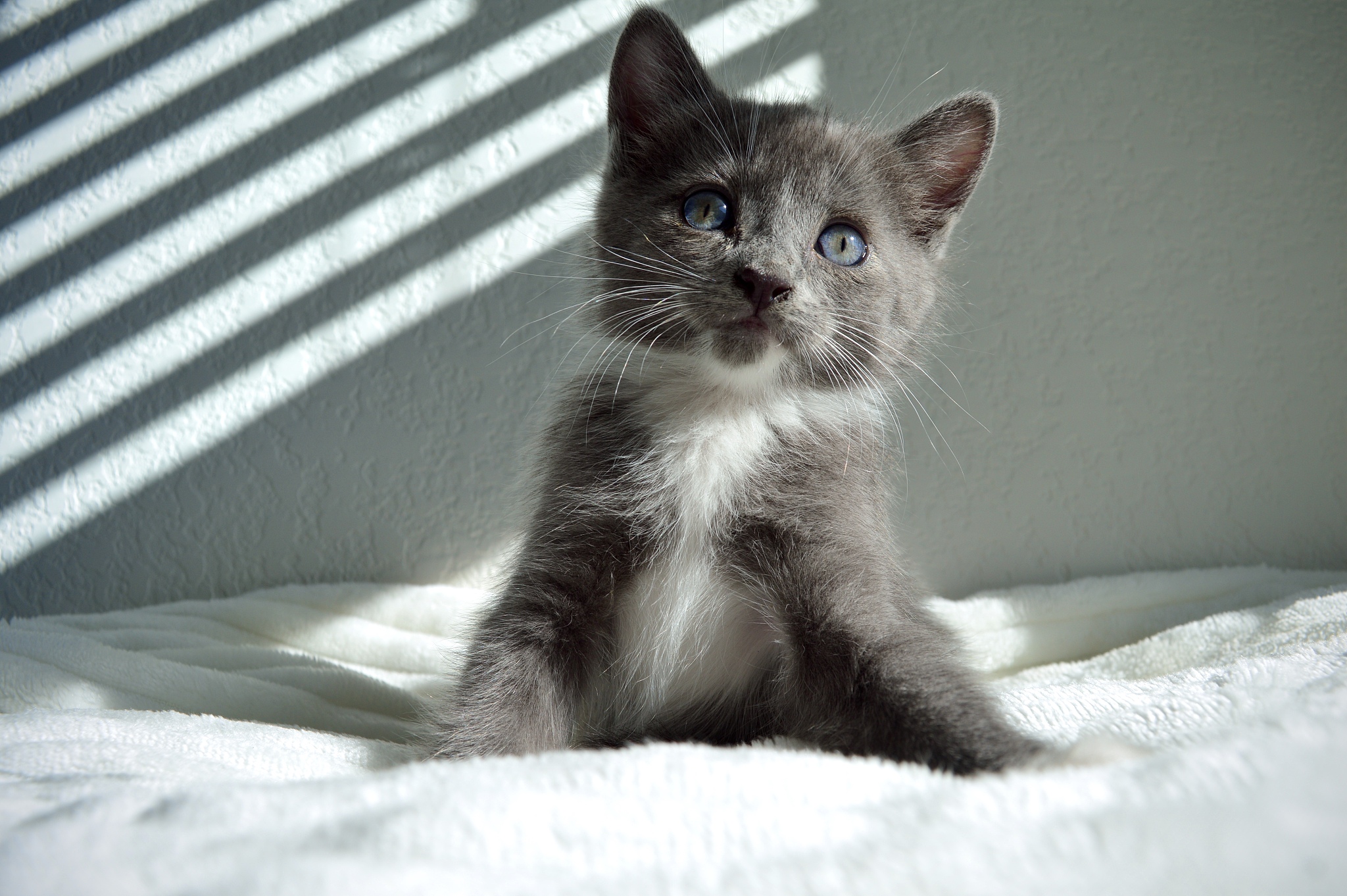 cutest kittens