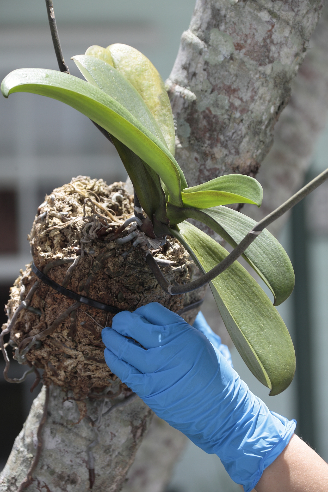 蝴蝶兰白粉虱怎么治疗