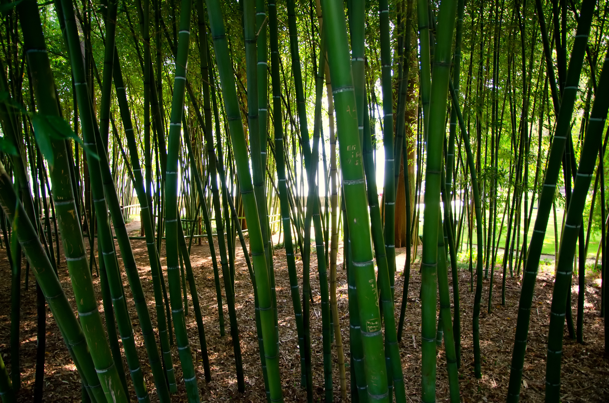 bamboo