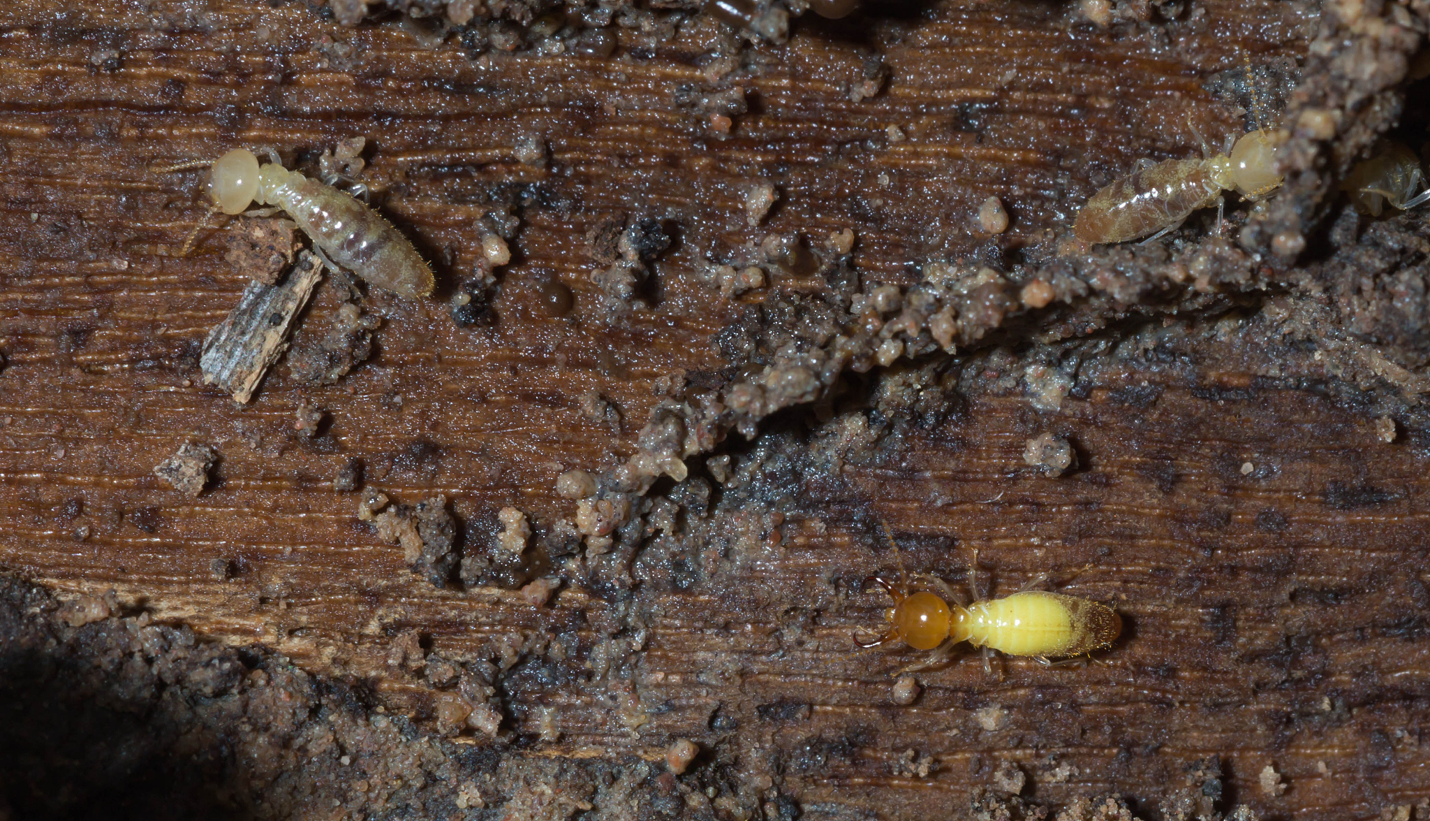 termite