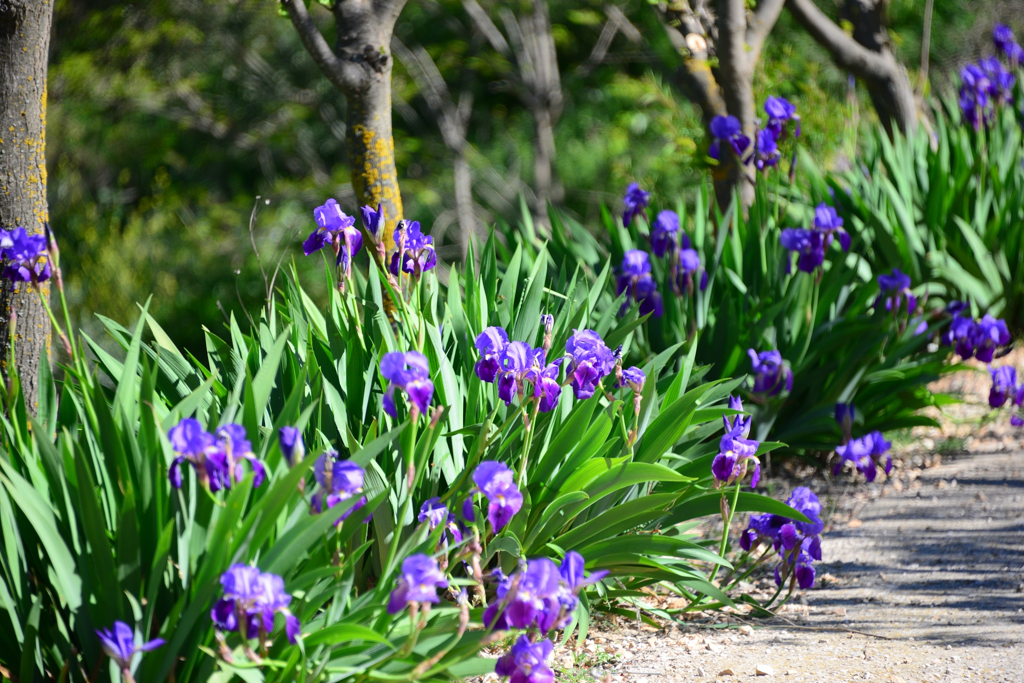 lavendelblüte in spanien