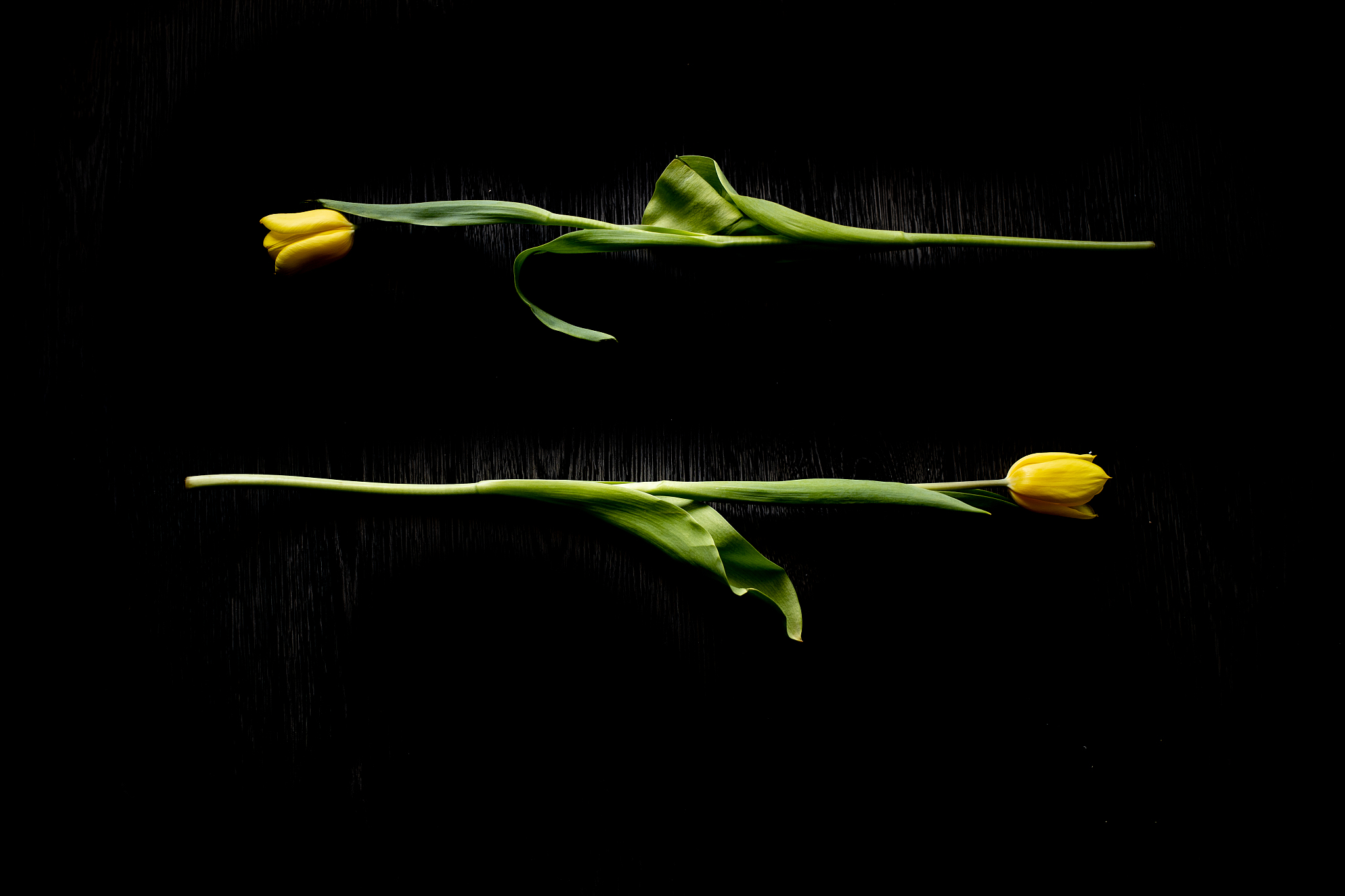 óte tulipany