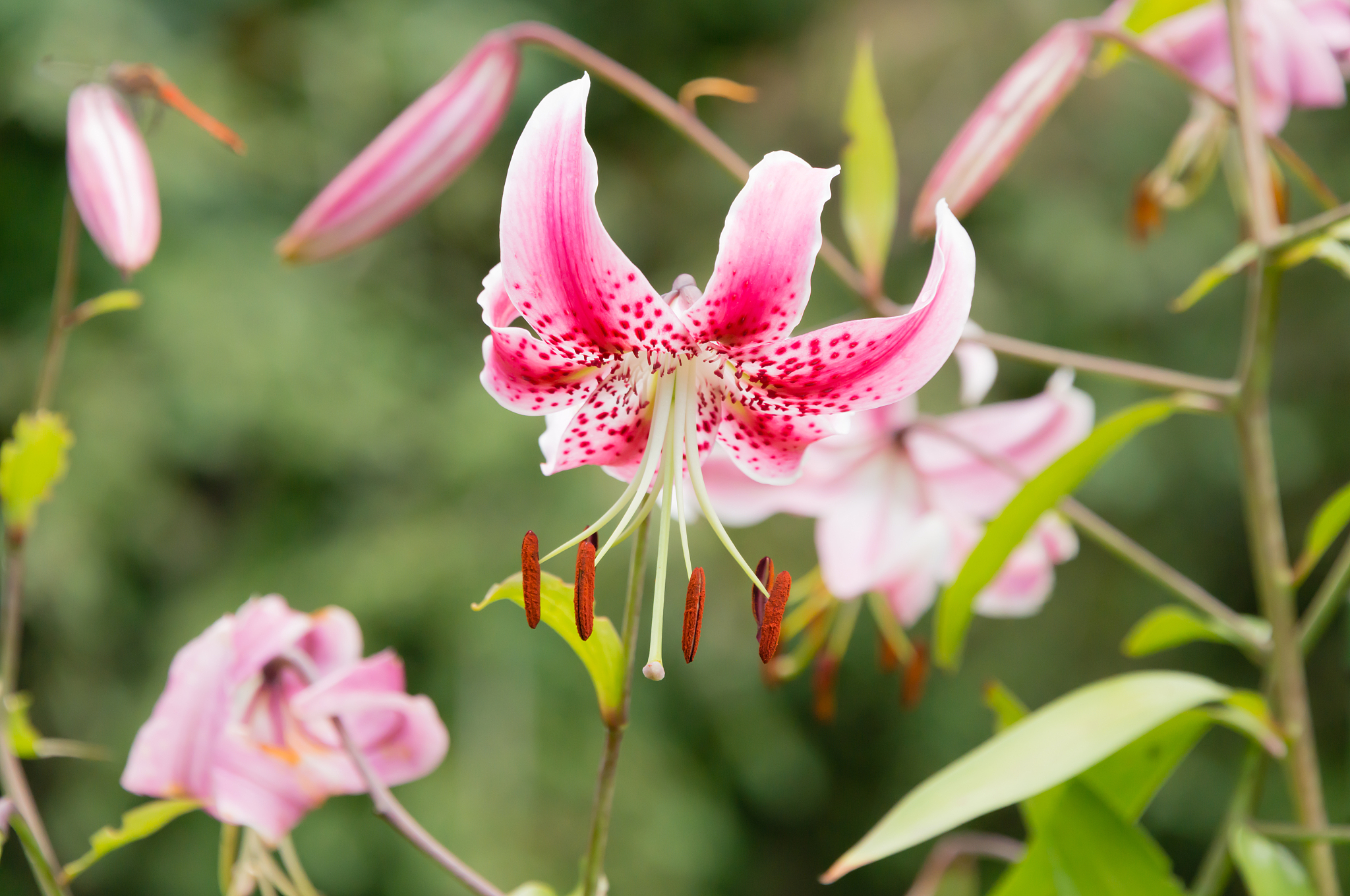 翻译options not allowed --onedir--onefilemakespec options not valid when a spec file is given