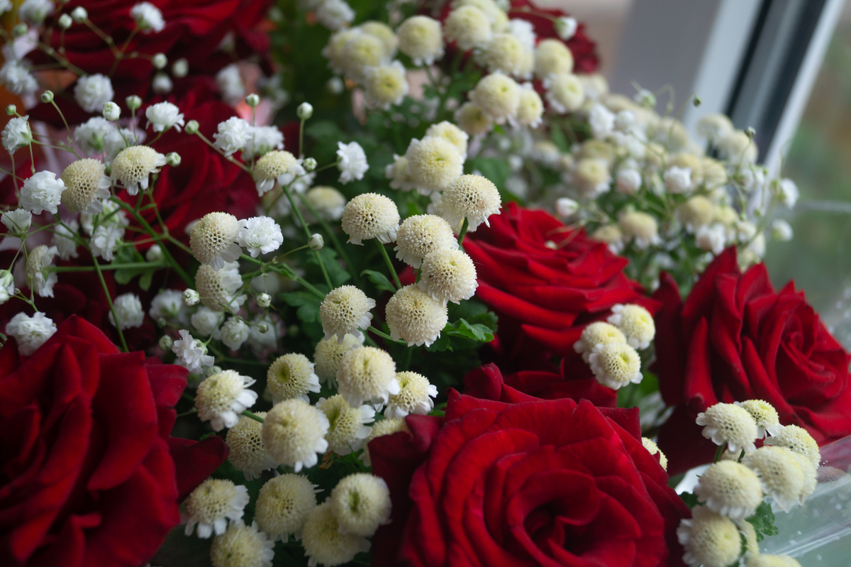 找200种植物能够表达真诚