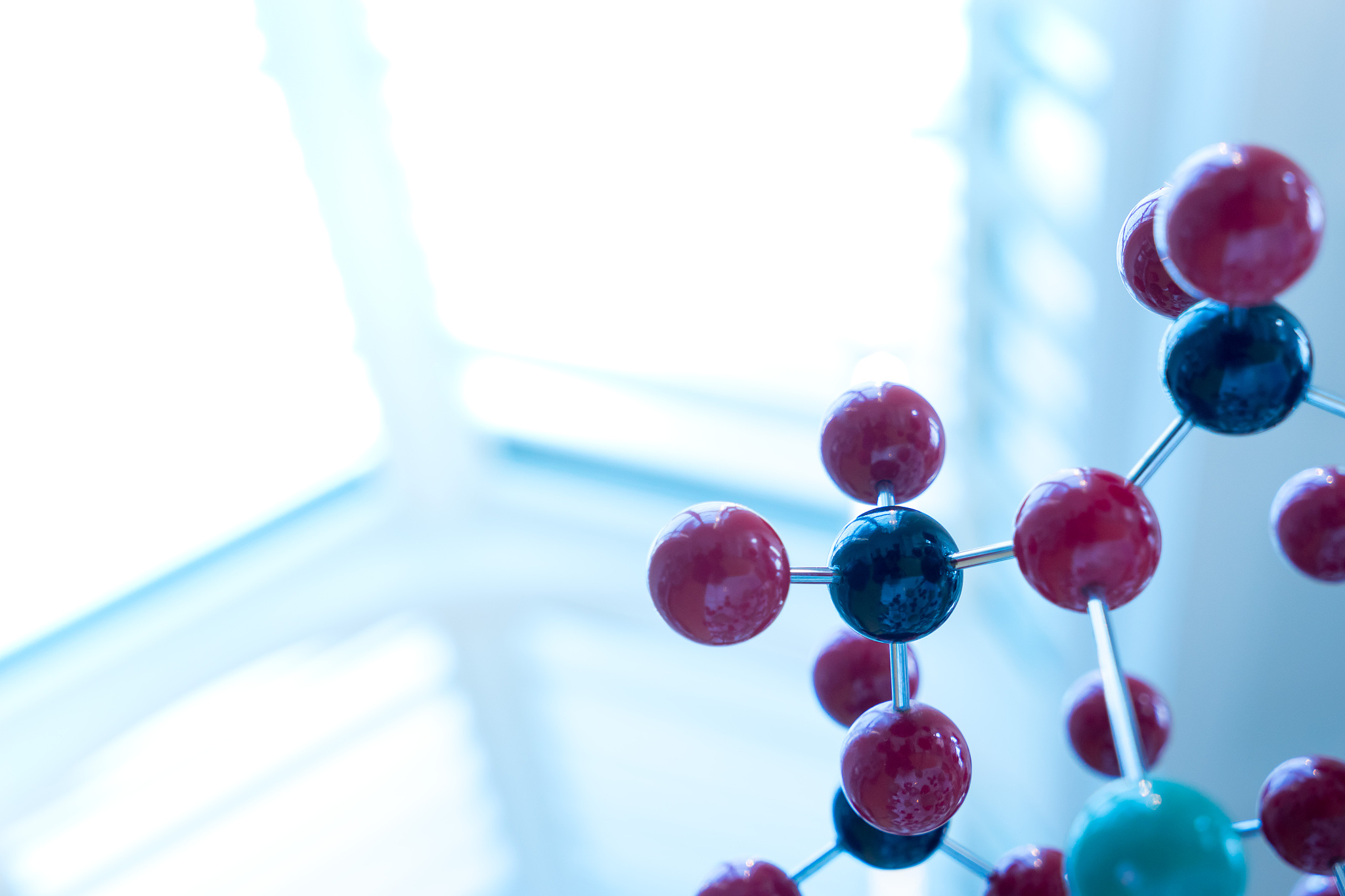 小学生科技创新大赛生物实验研究小报告：花朵吸水实验