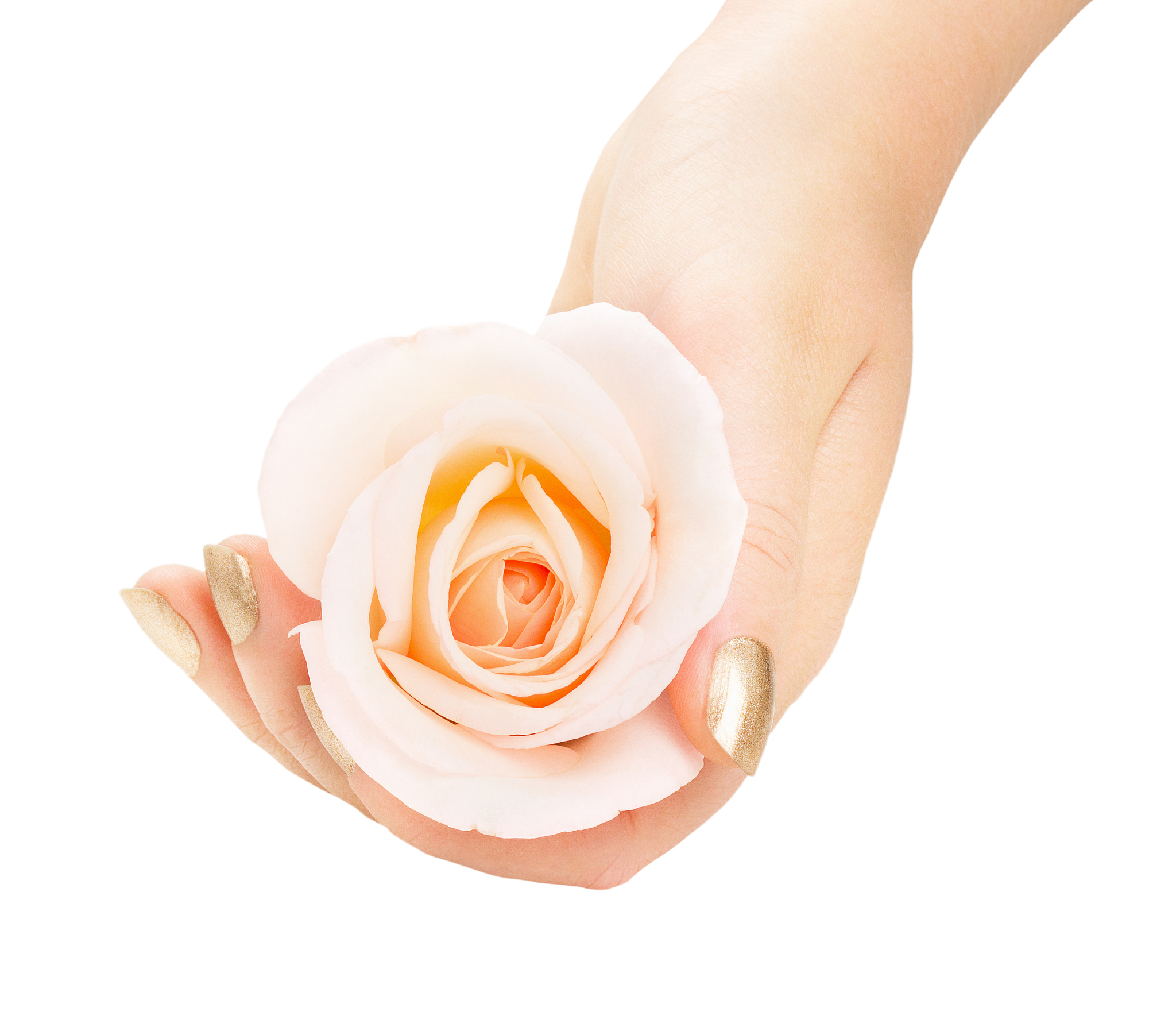 beautiful woman hands with rose, isolated on white