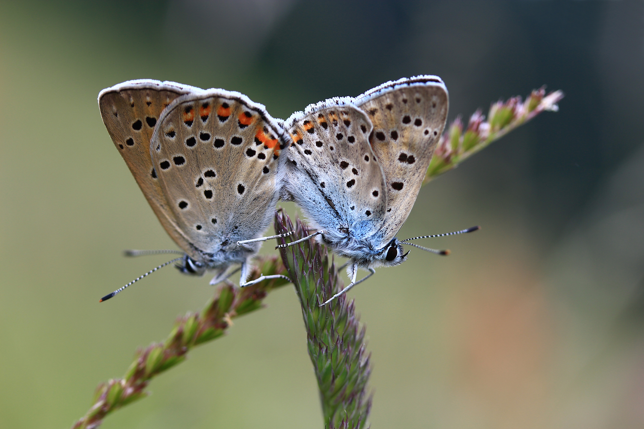 动物可以和植物繁衍后代吗