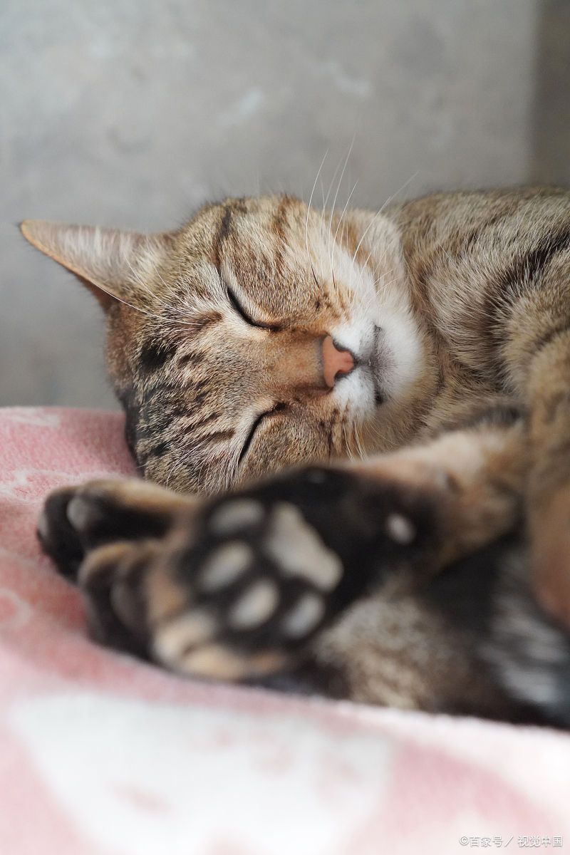 猫咪的睡眠特点有哪些？分别对应什么情绪表达？