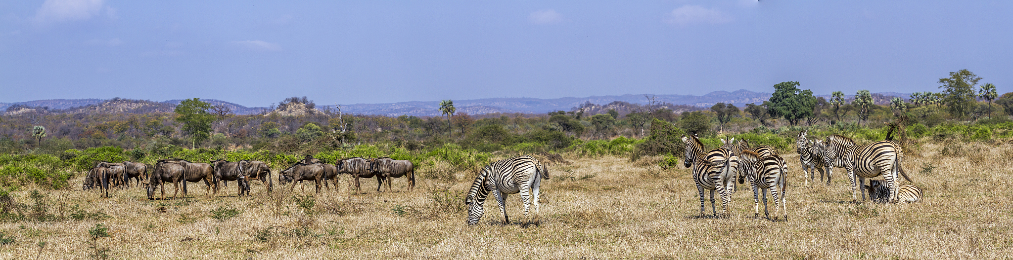 plains zebra and blue wildebeest in kruger national park, south 
