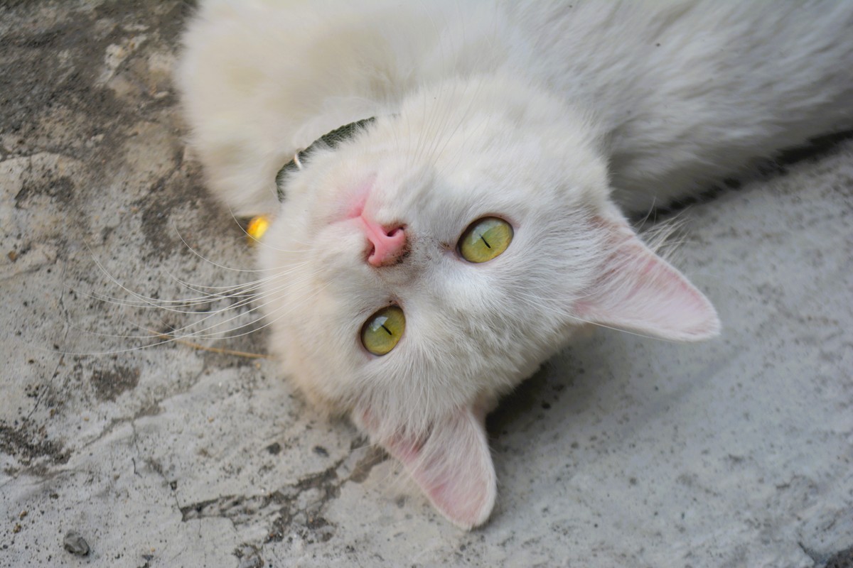 猫咪不怎么动，身体素质却那么好？揭秘猫咪健康秘诀！
