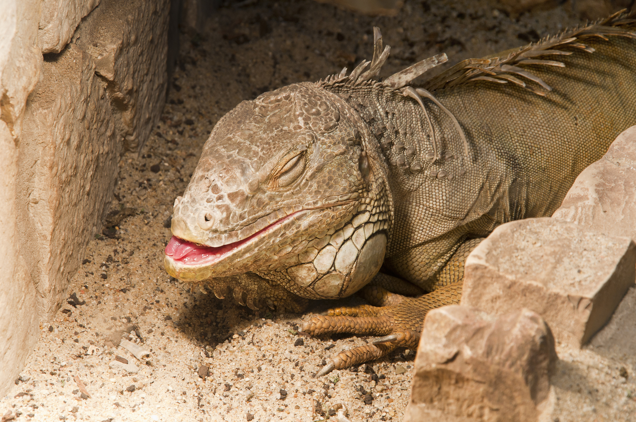 iguana