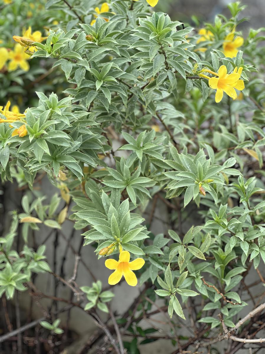 地榆:介绍一种多功能的草本植物