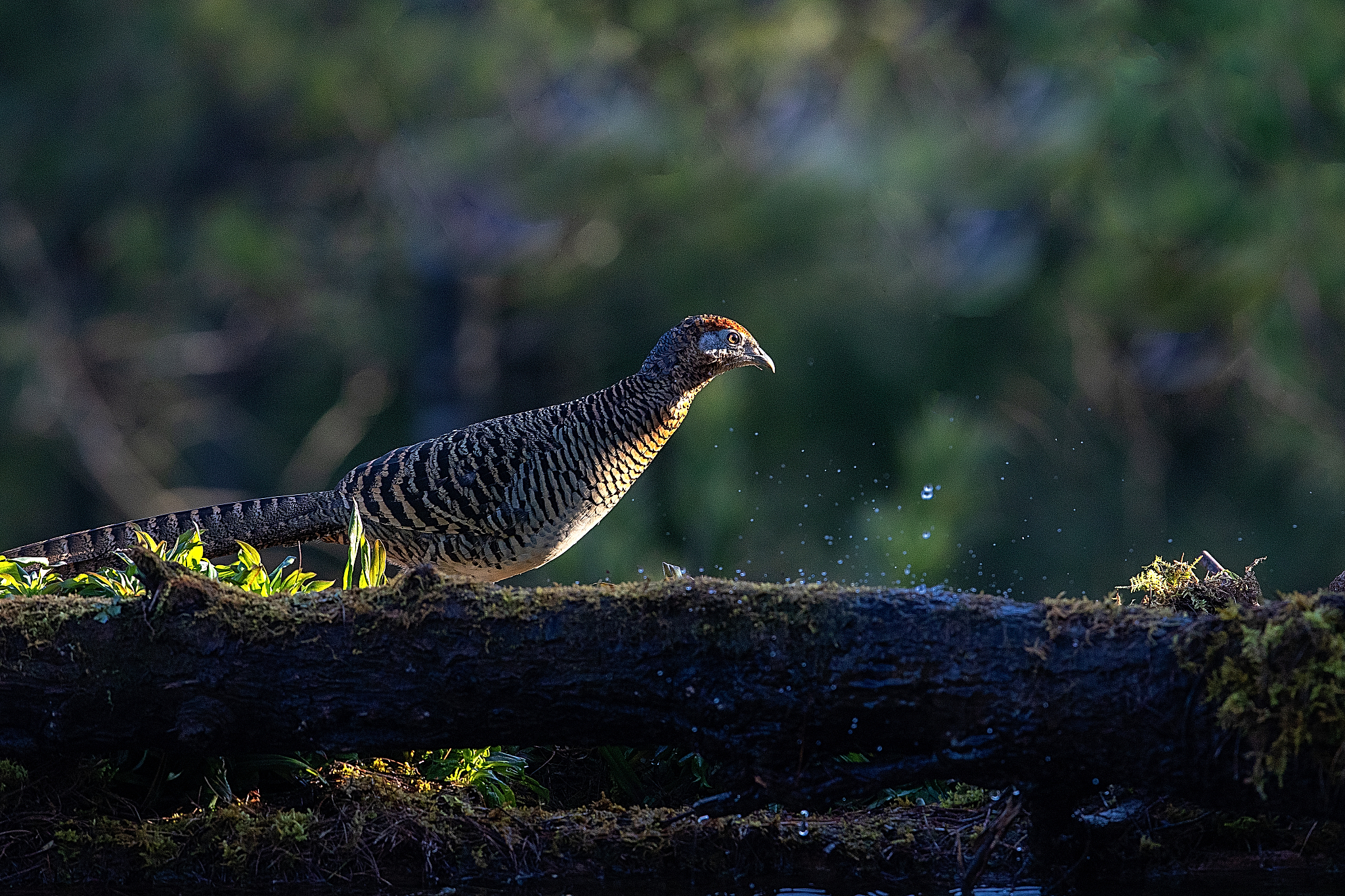 云南曲靖农校2023年普通中专招生专业信息