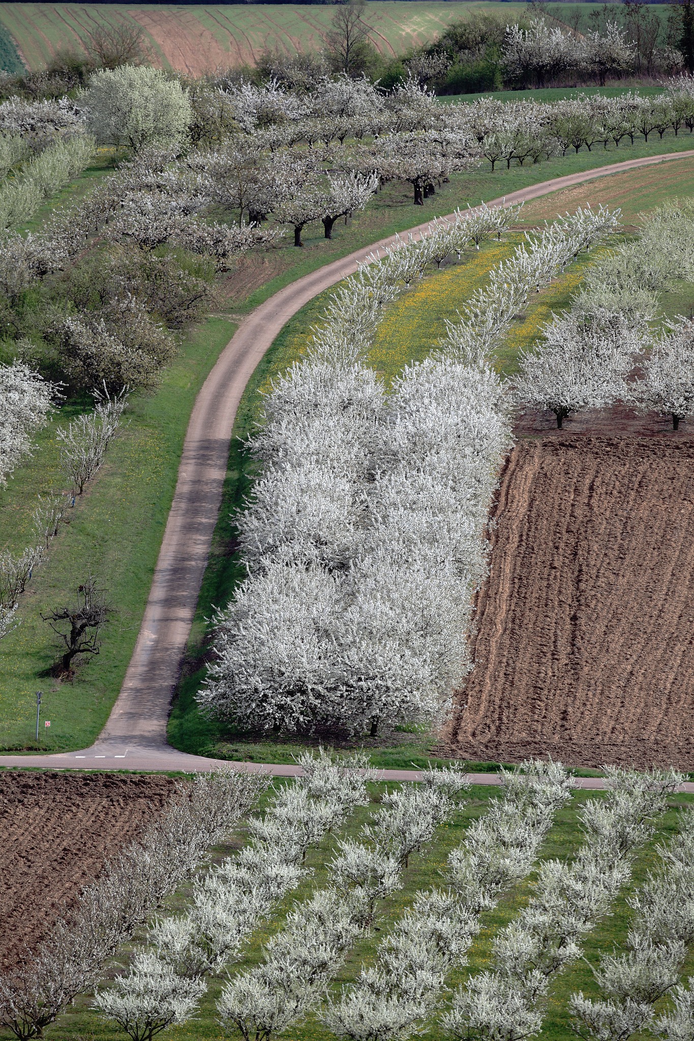 Cross-Field Transformer for Diabetic Retinopathy Grading on Two-field Fundus Images这篇论文的优缺点