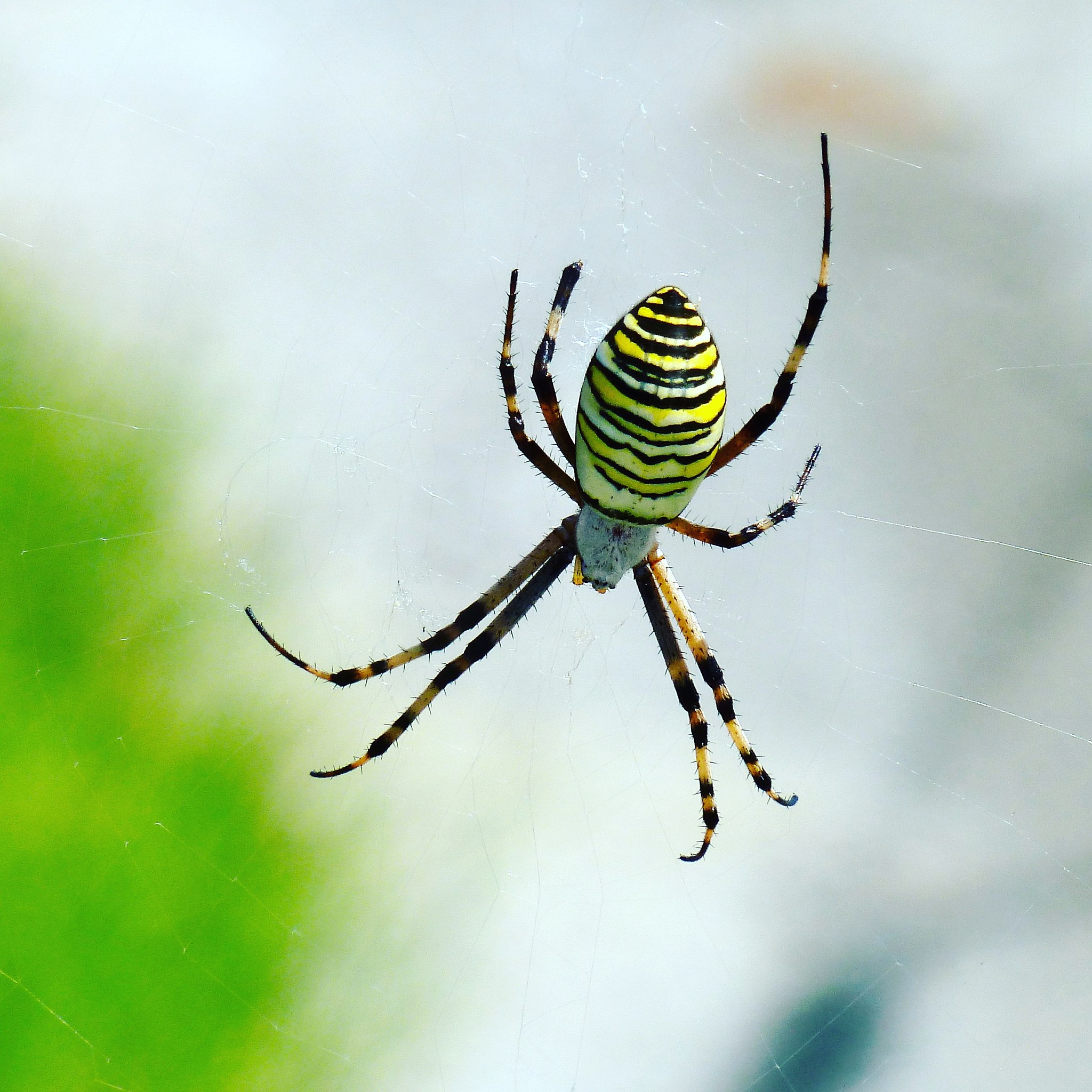 蜘字的音序是什么