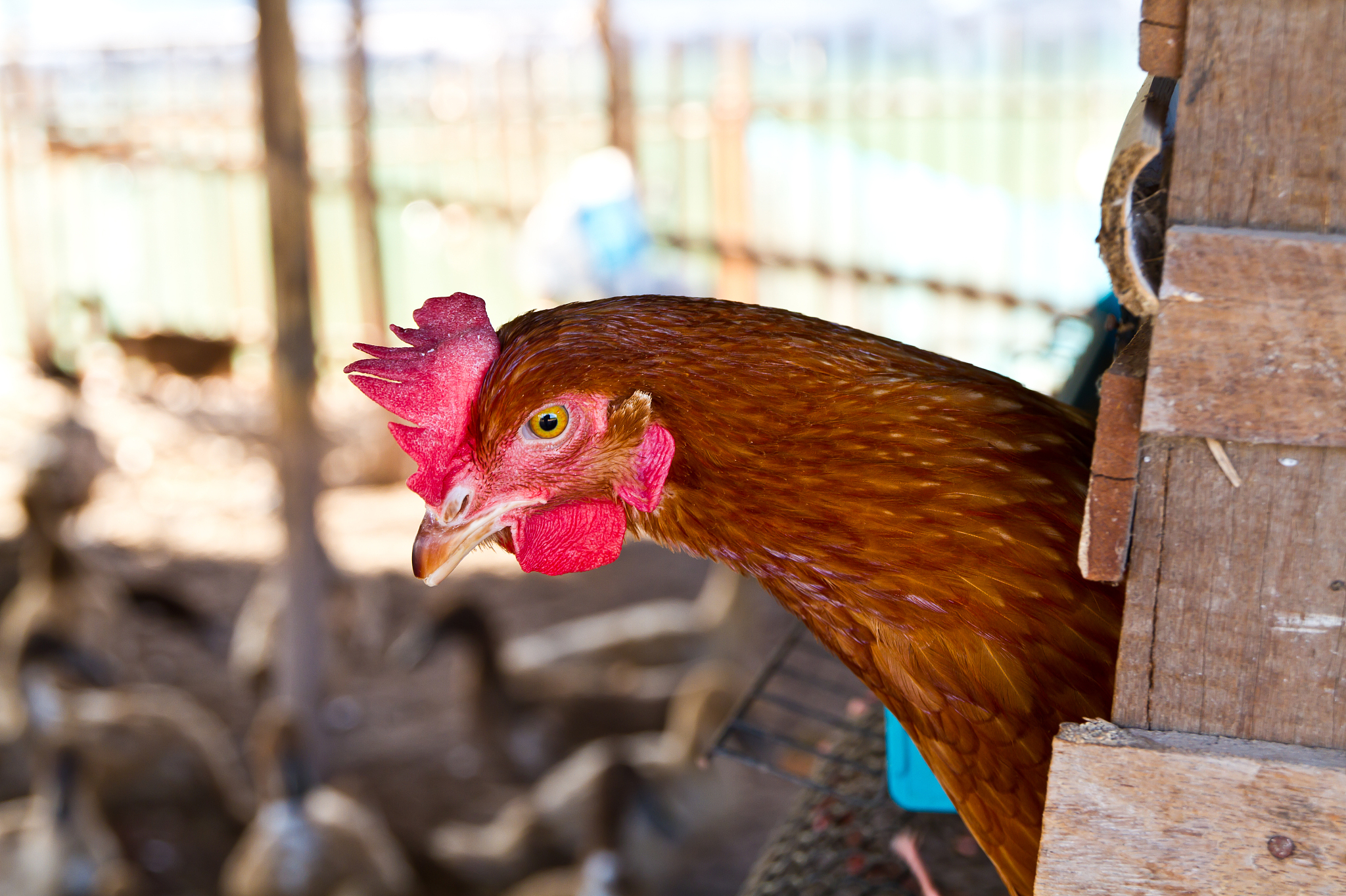 chicken