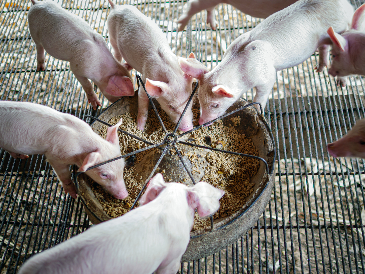 猪场单元猪群体感温度是否等于单元温度怎么排查帮我用180字详细描述