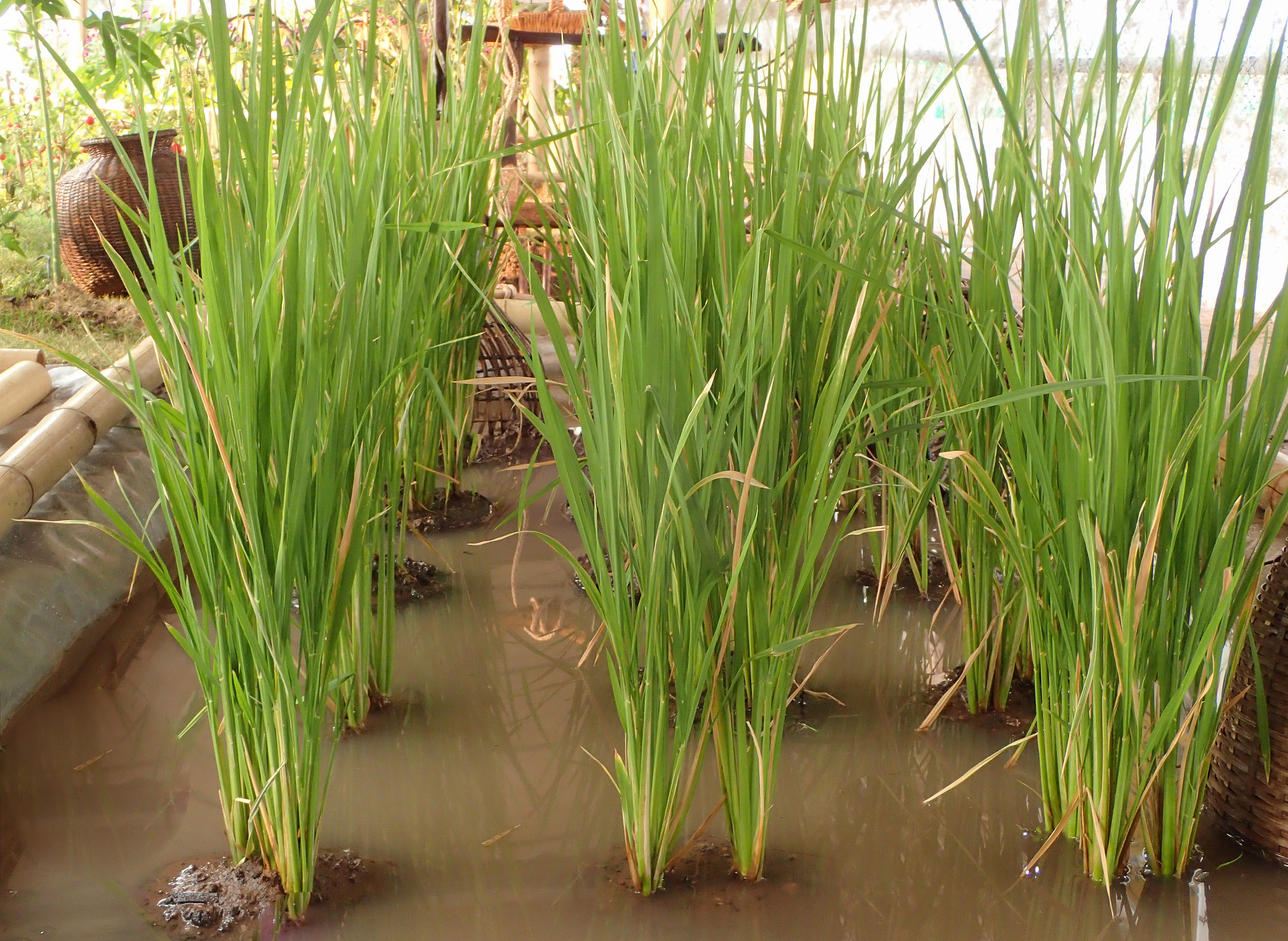 rice field