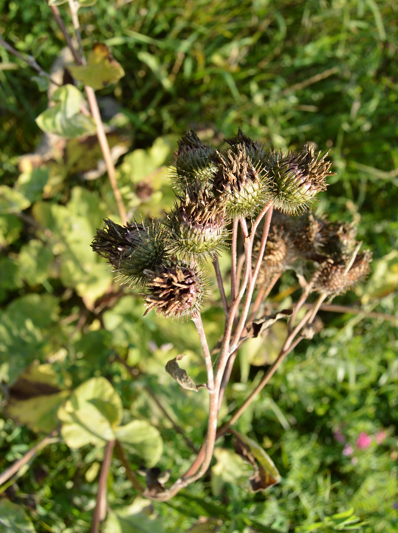 the dry thorns of thistles, burdock, thistle in the summer in th