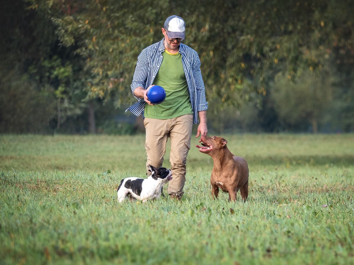 写15条关于狗狗方面的文章标题