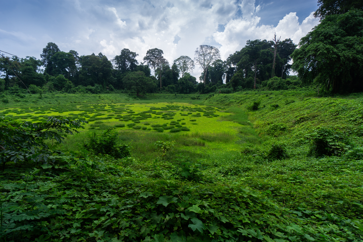 线上开展生物多样性保护知识科普的流程和意义