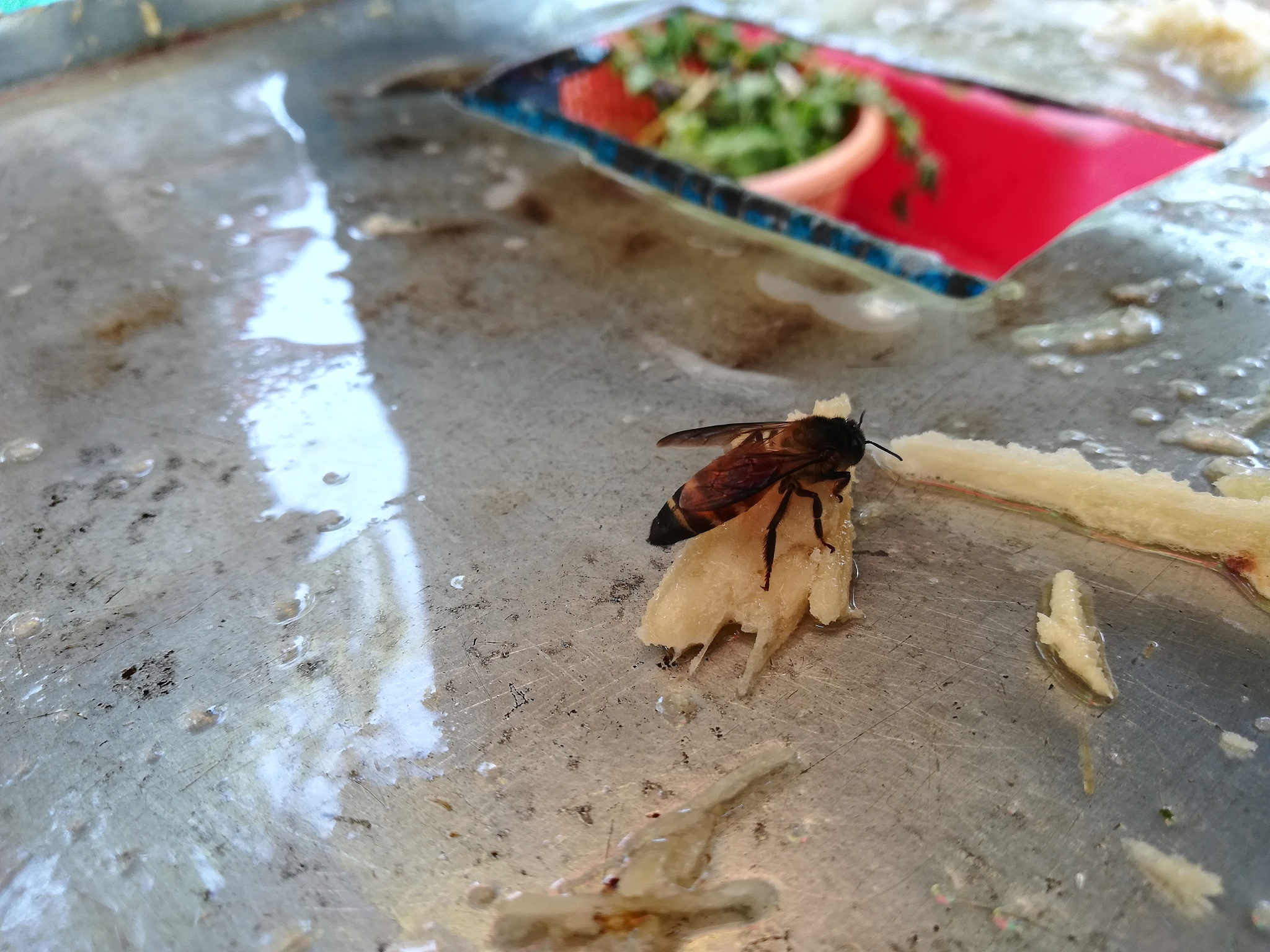 honey bee, insect, pest, fly,