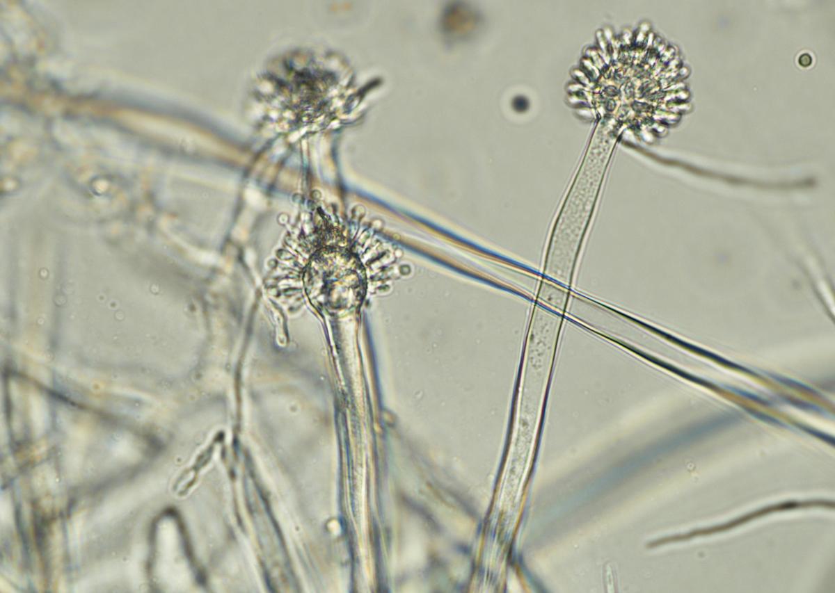 菌根真菌：植物的地下伙伴 - 增强生长，提升抵抗力