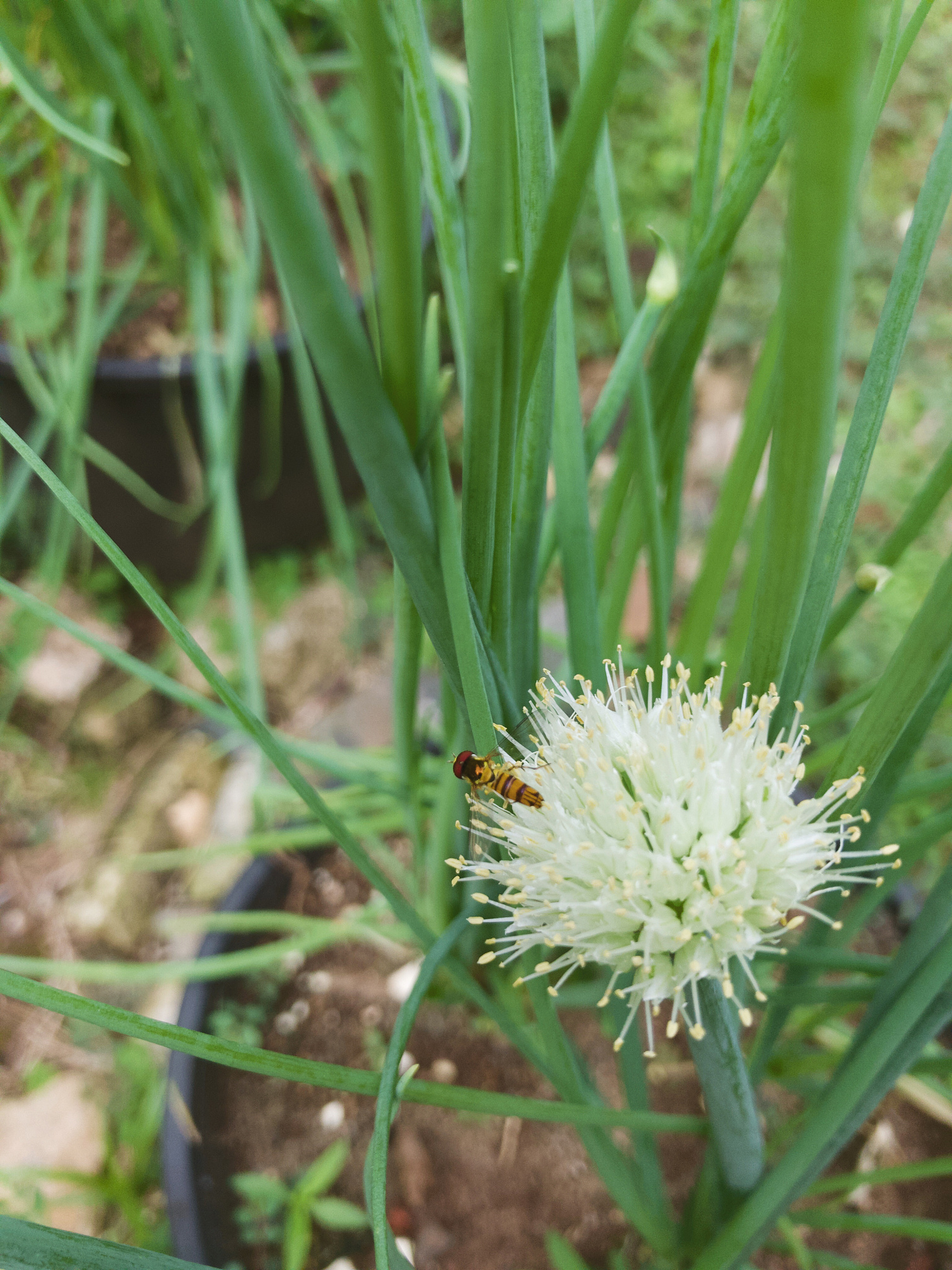 bee hovering over the green onion blossom