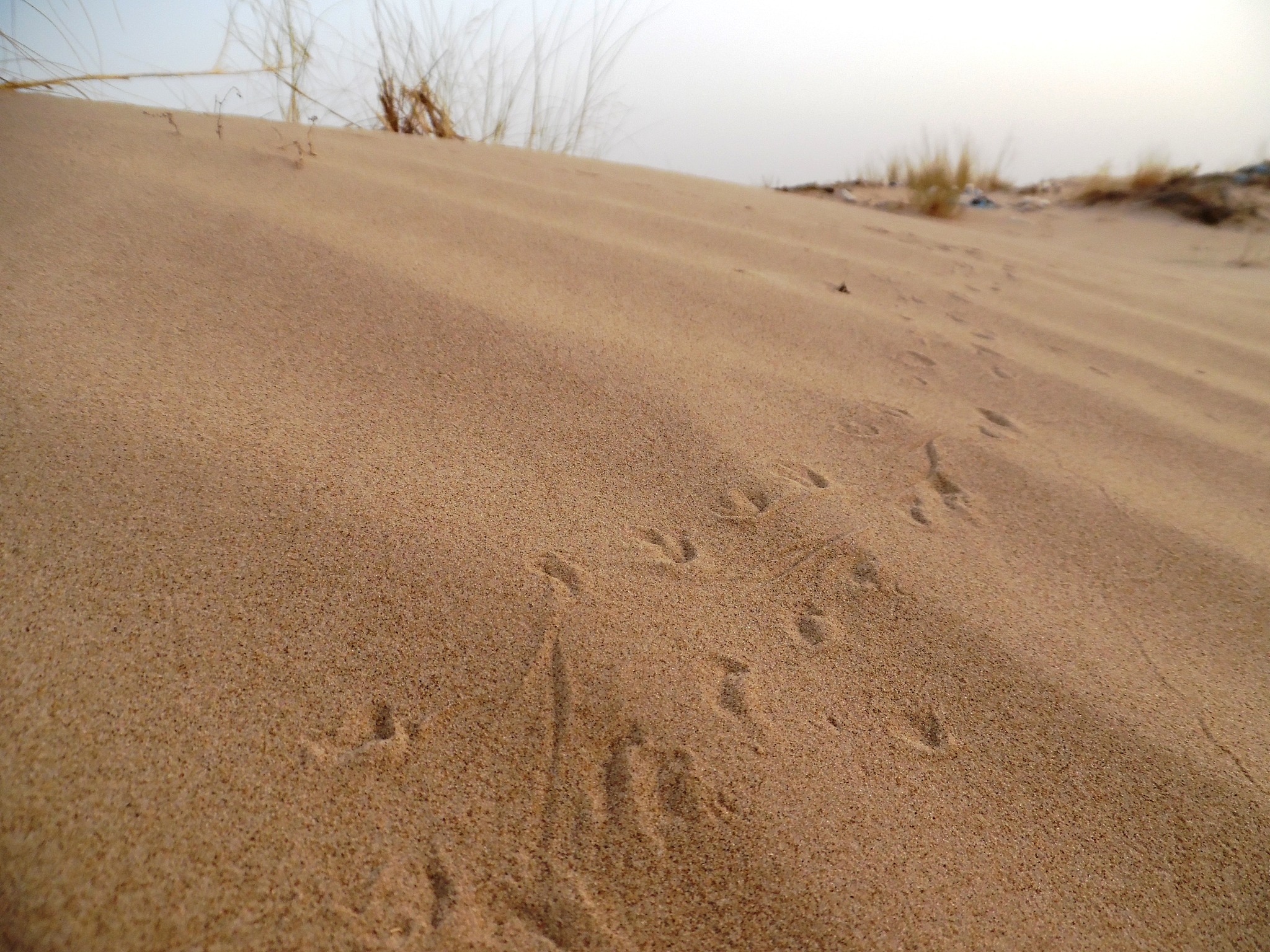 footprint of a beetle on the scorching desert sand