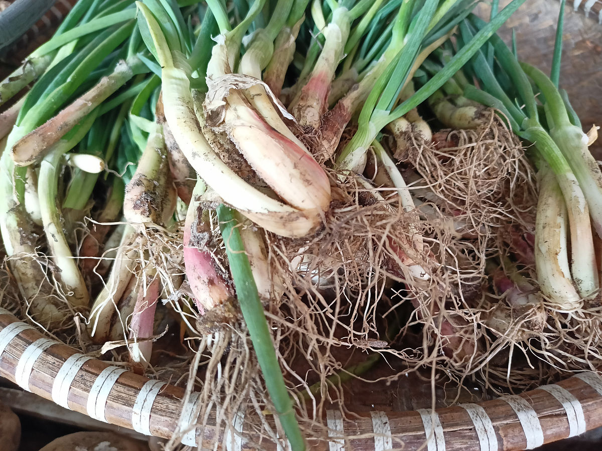 比利时菊苣：营养丰富，美味多样的根茎蔬菜