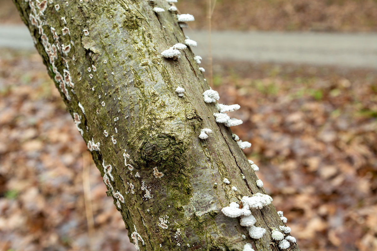 新疆杨主杆有一层白色的粉是什么原因