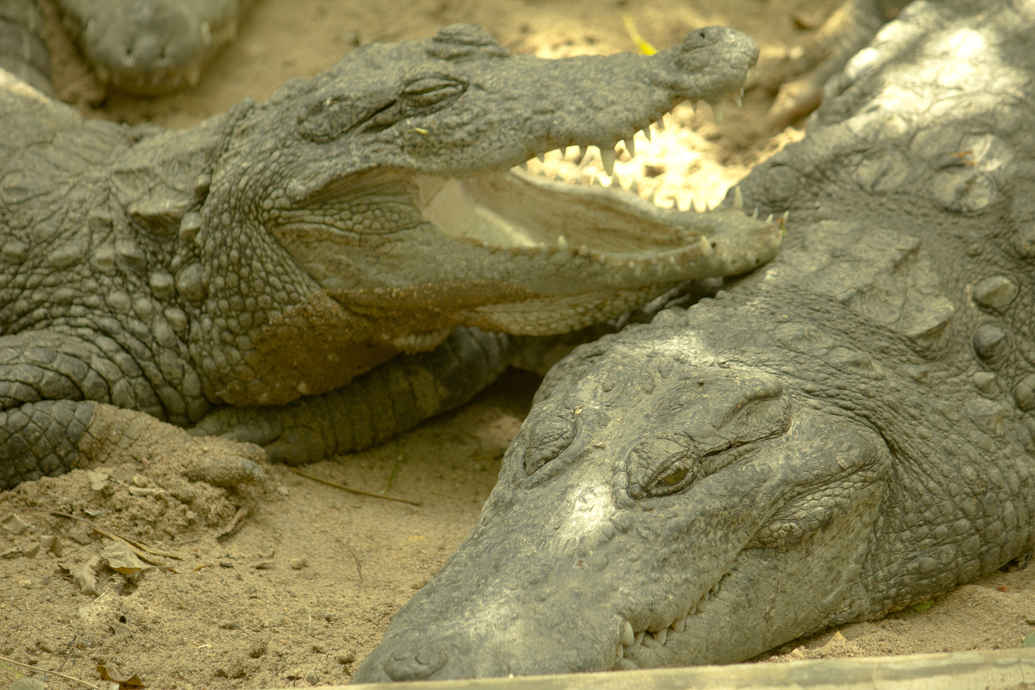 crocodiles