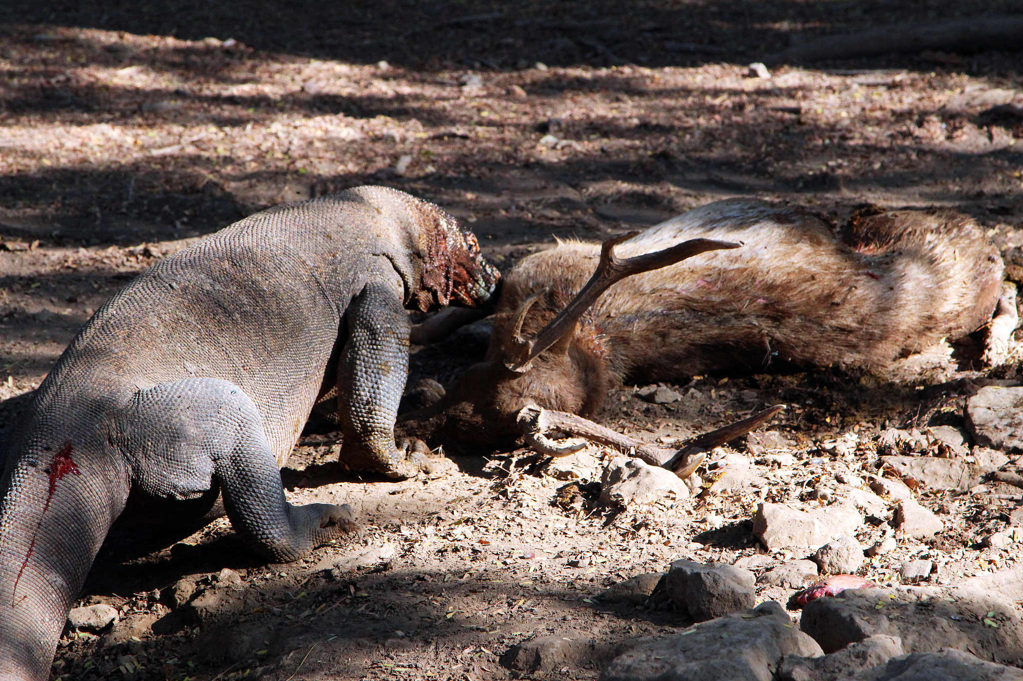 indonesia: komodo dragon devouring a timor rusa deer