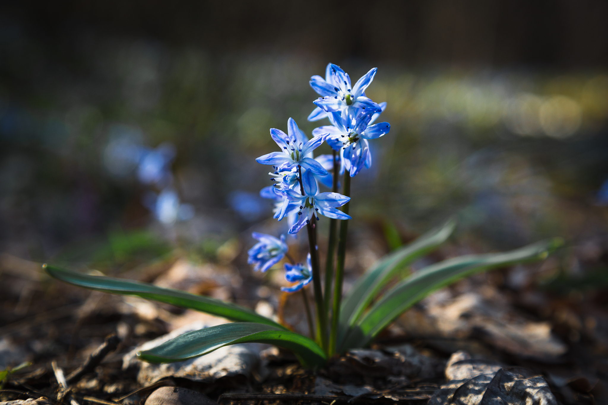 bluebell (scilla difolia  l.)