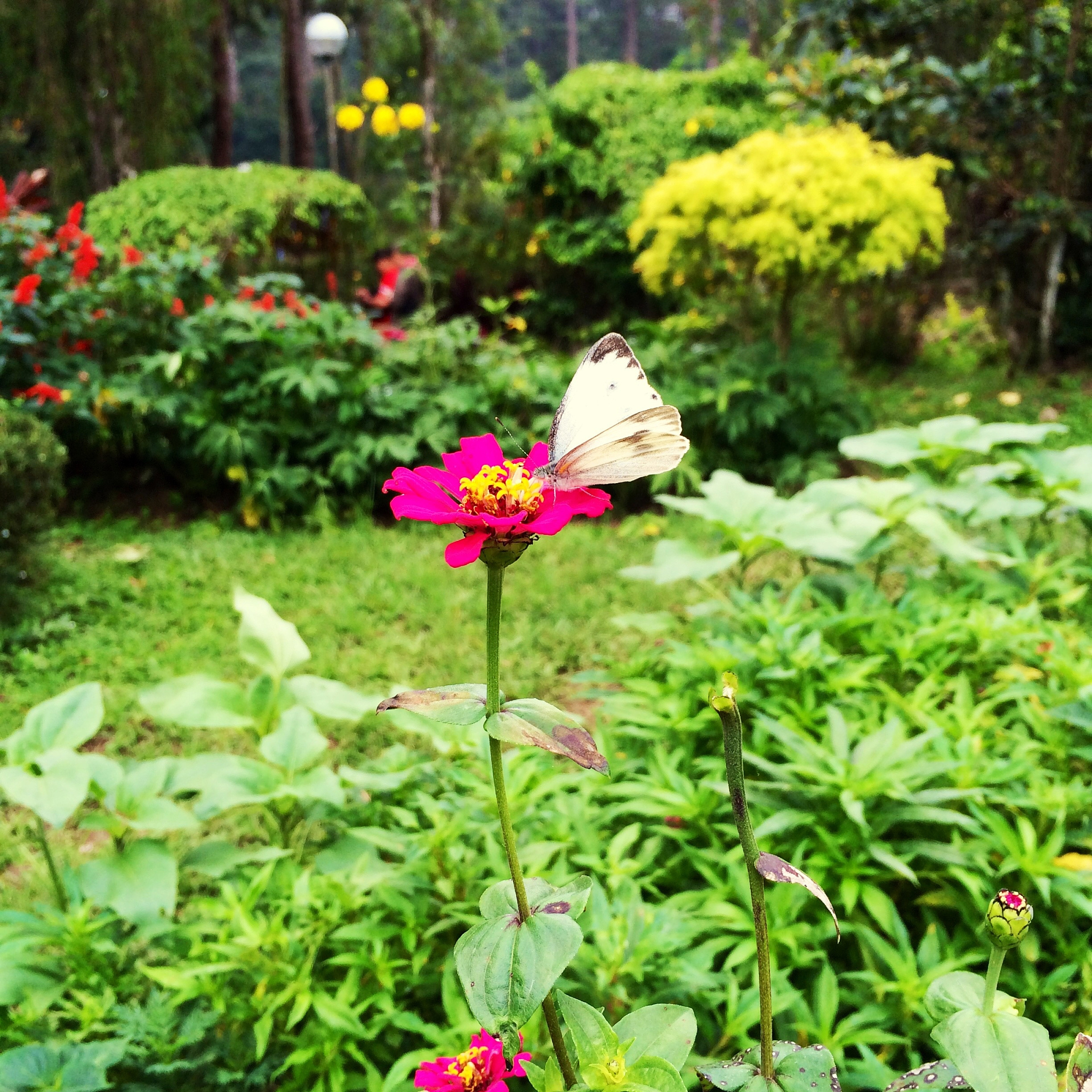 写一篇语言优美的记叙文