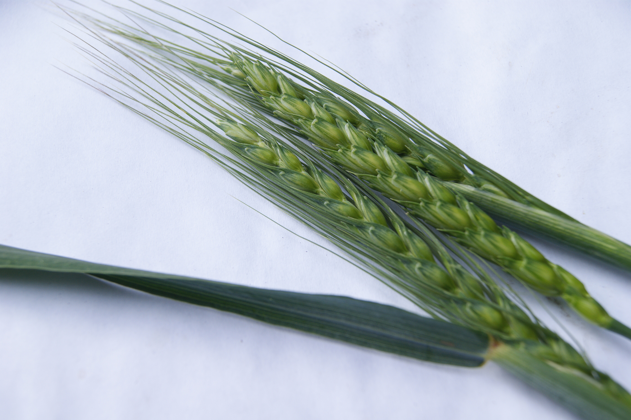 本学期所学水稻病害中哪些可通过种子带菌？防治上需注意哪些事项？